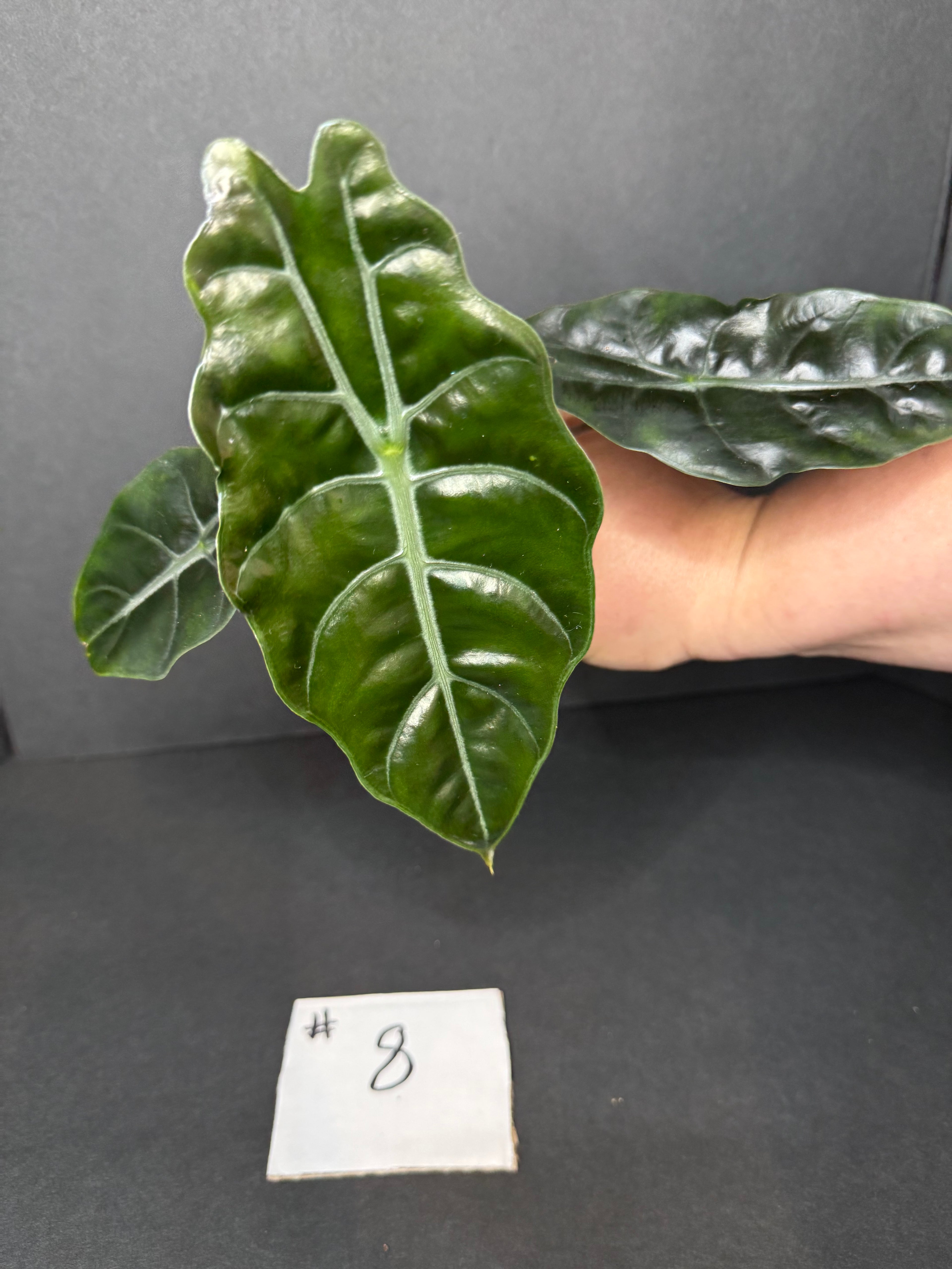 Alocasia Chantrieri #8