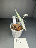 Alocasia Pink Bambino Arrow