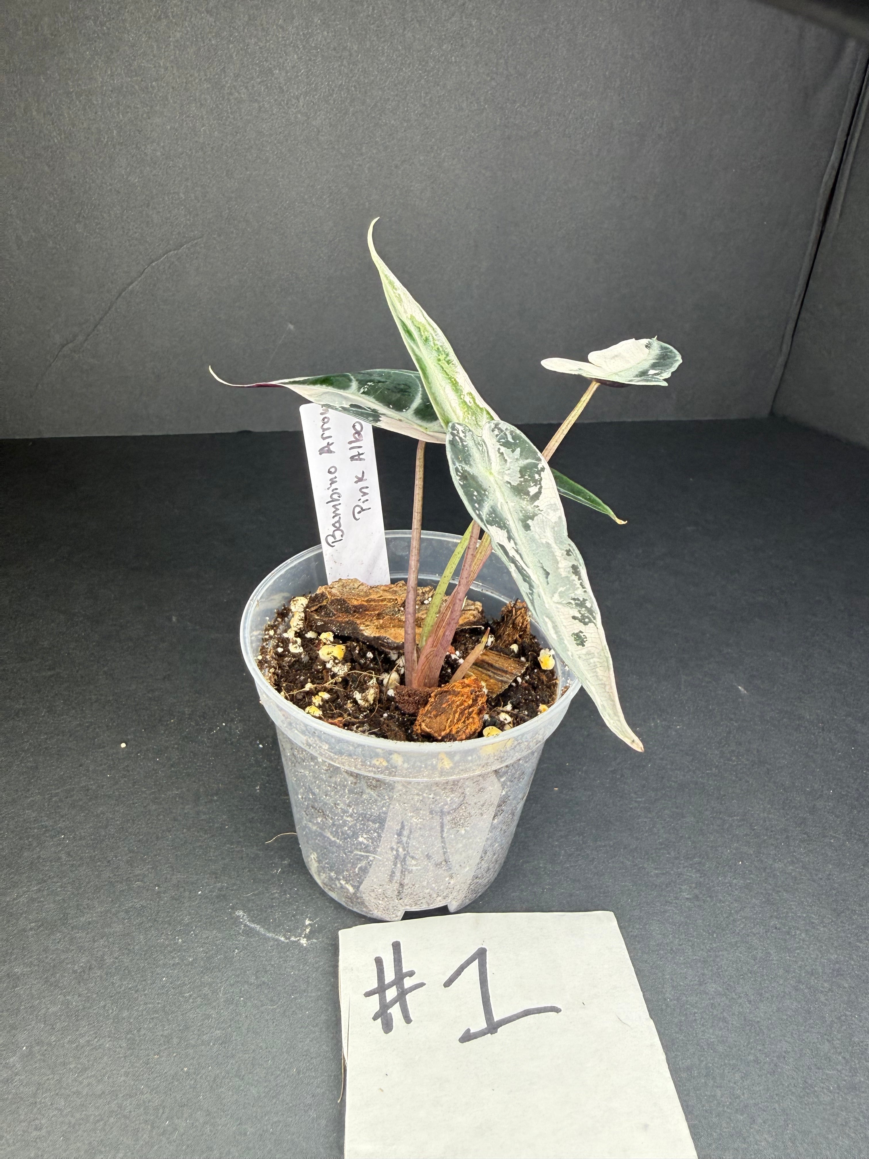 Alocasia Pink Bambino Arrow