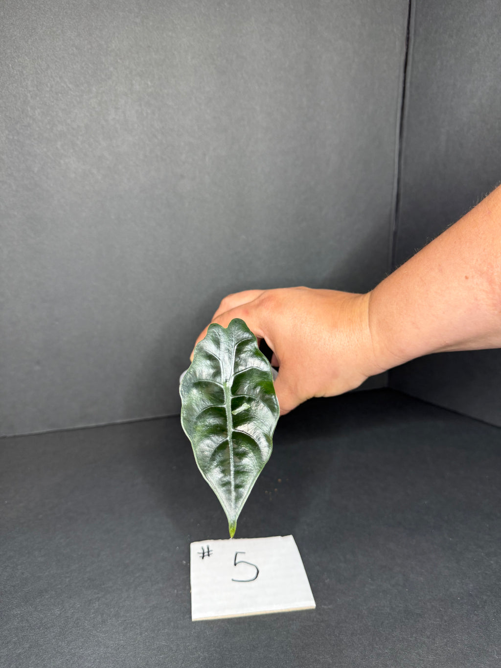 Alocasia Chantrieri Pup #5