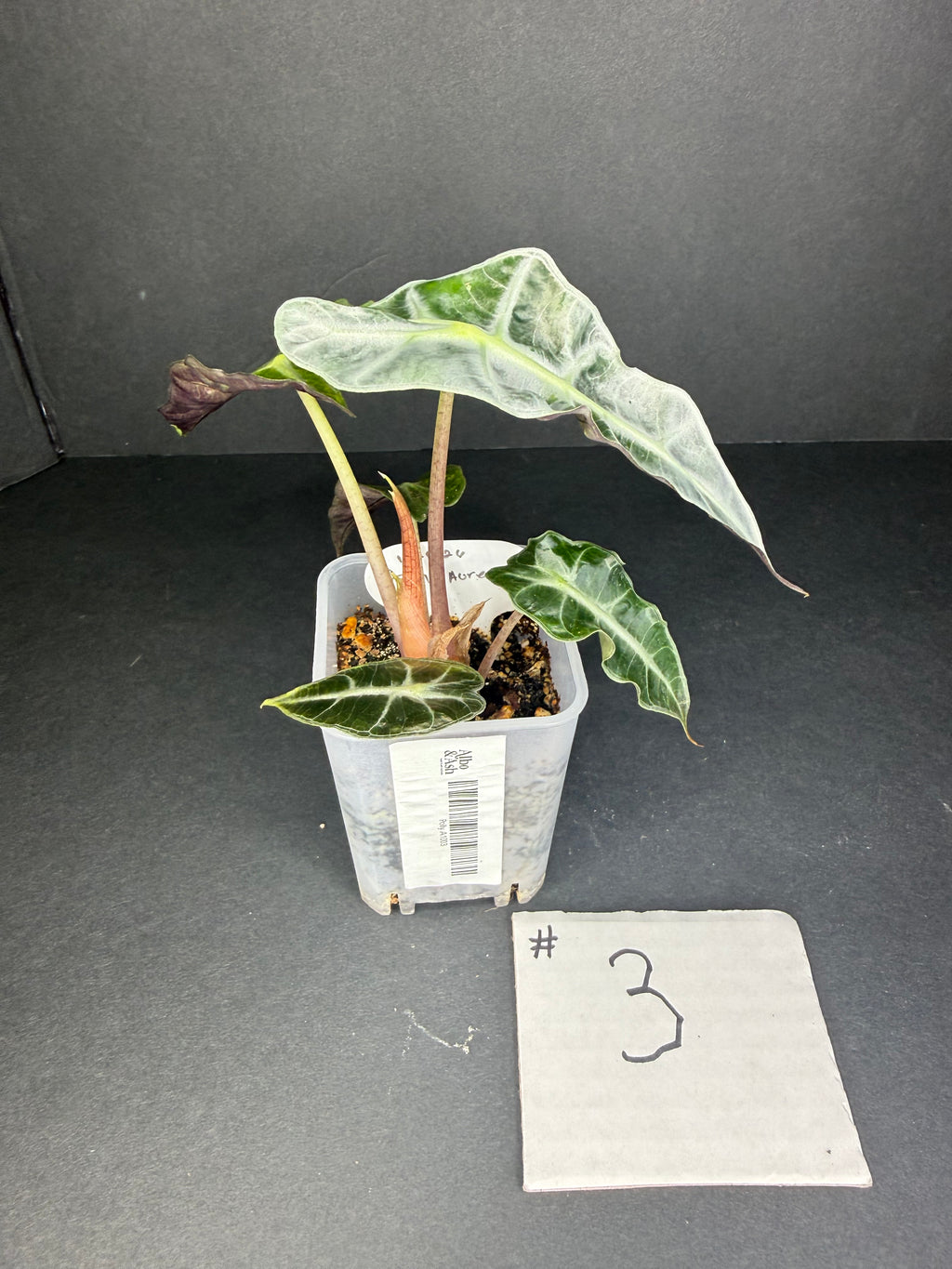 Alocasia Polly Aurea #3