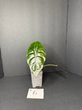 Alocasia Chantrieri #6