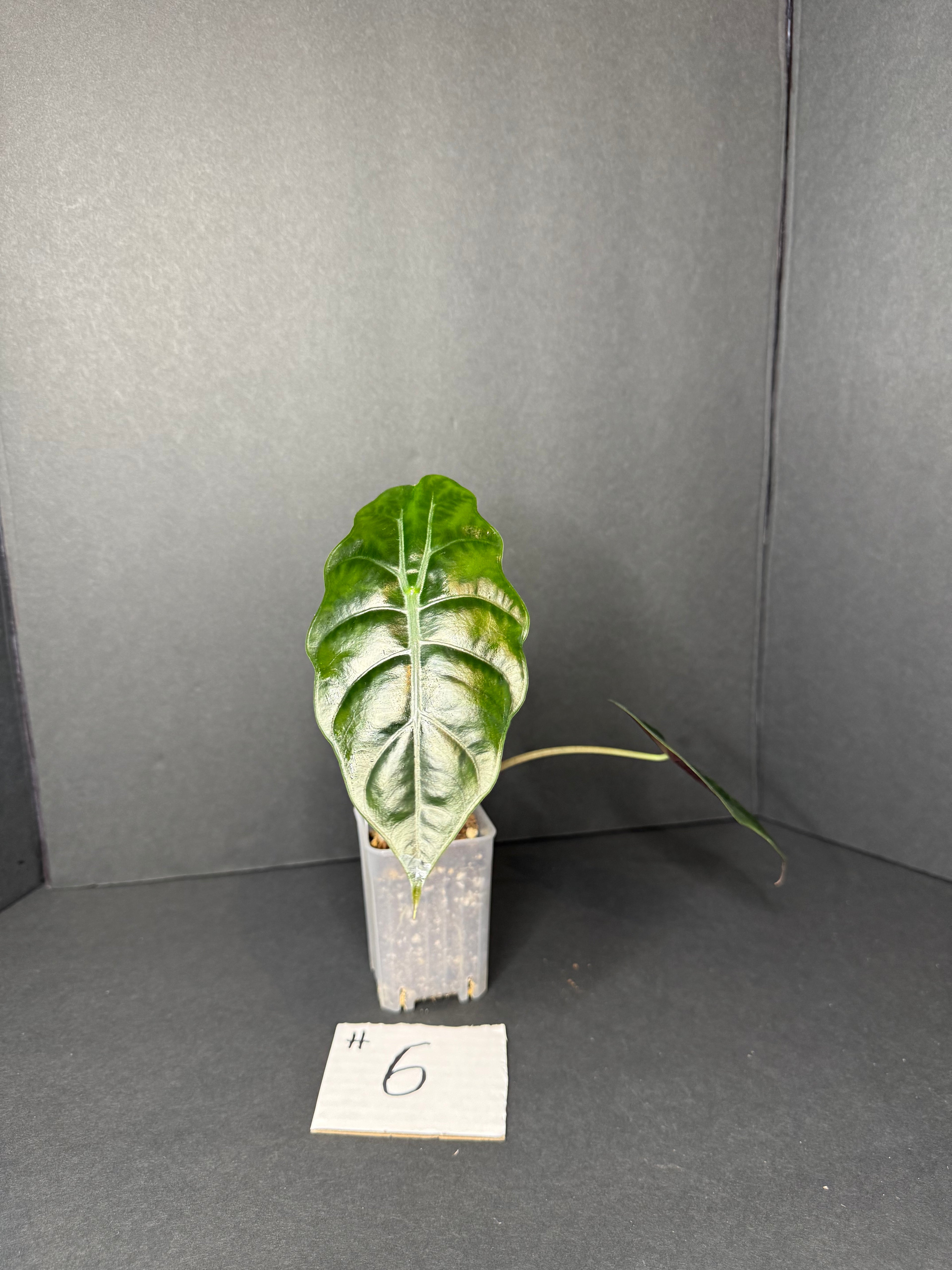Alocasia Chantrieri #6