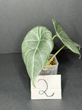 Alocasia Maharani Pup #2