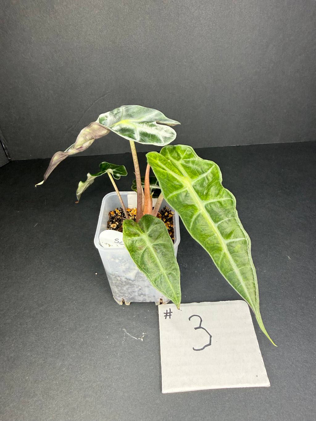 Alocasia Polly Aurea #3