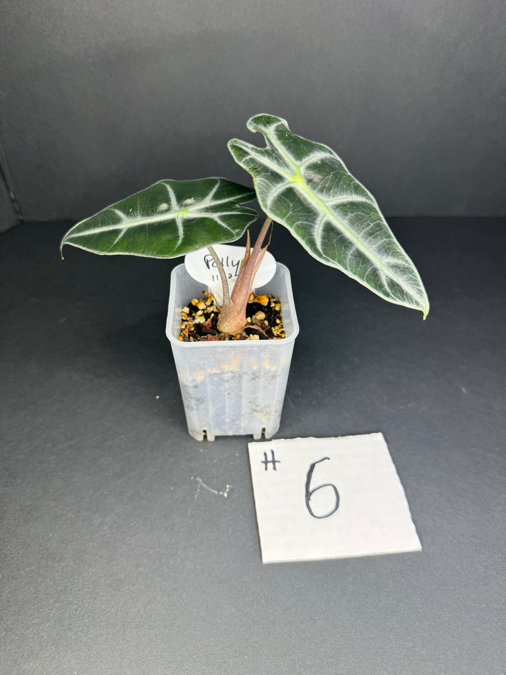 Alocasia Polly #6