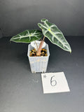 Alocasia Polly #6