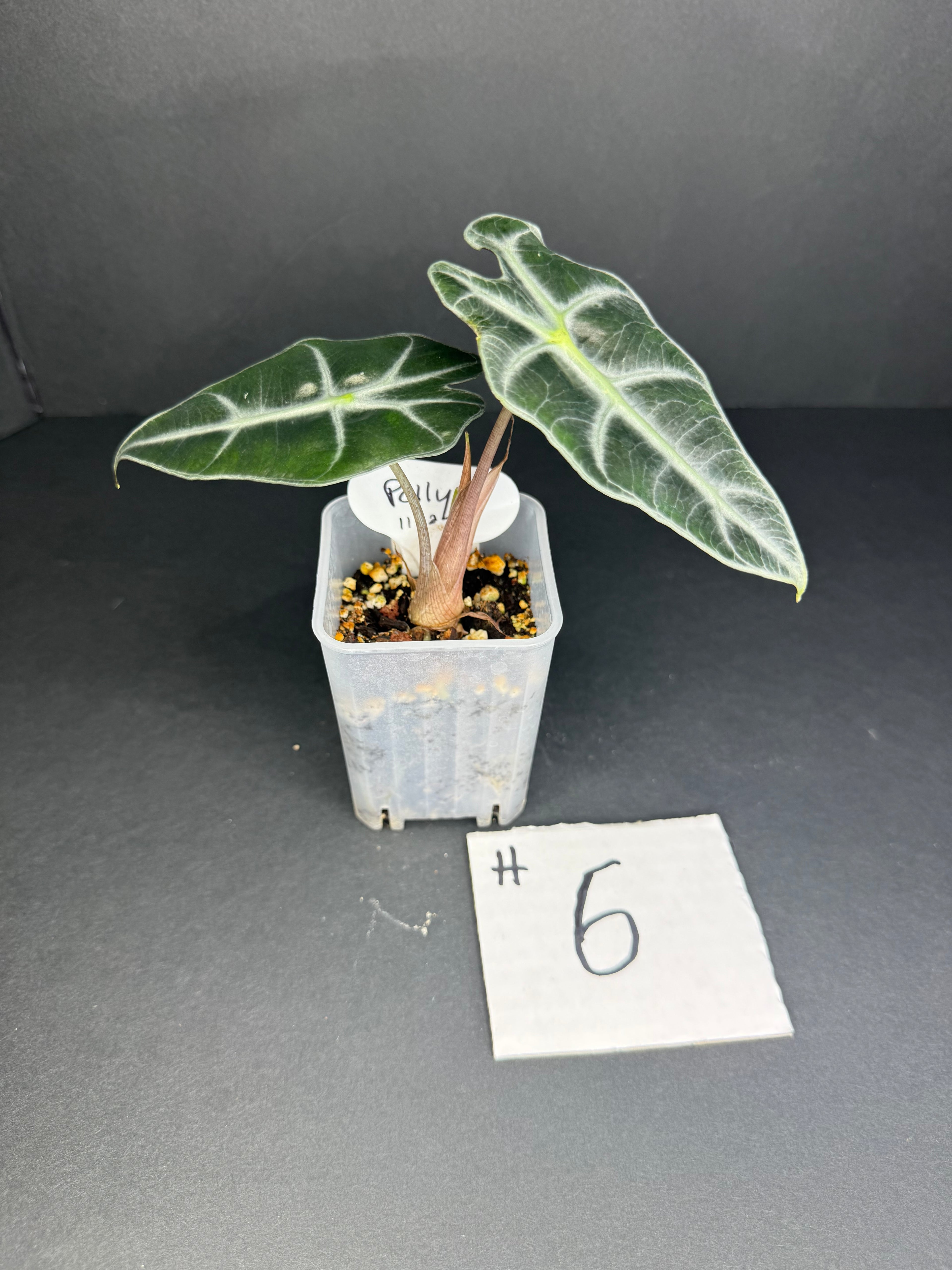 Alocasia Polly #6