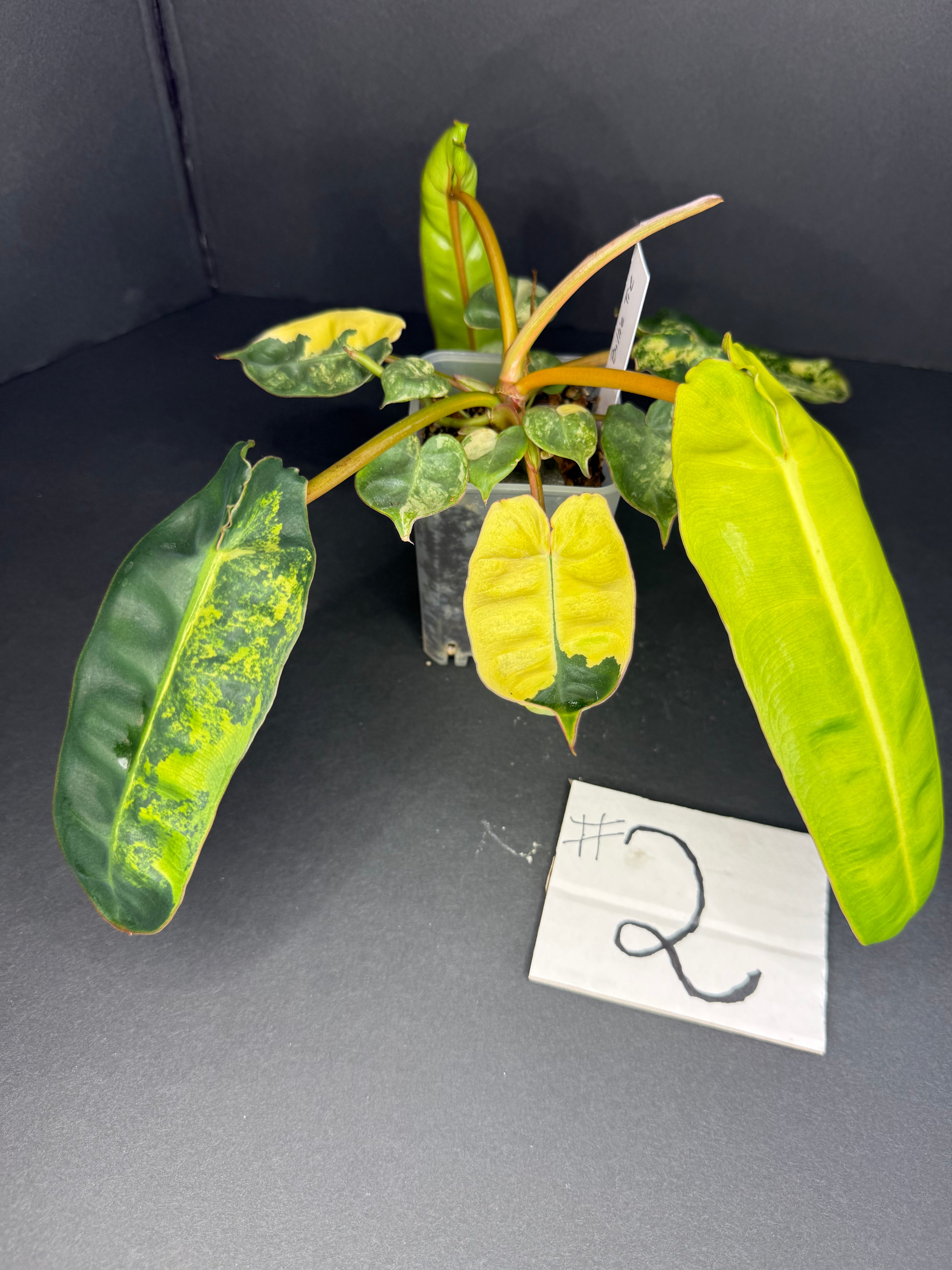 Philodendron Billietiae Variegated