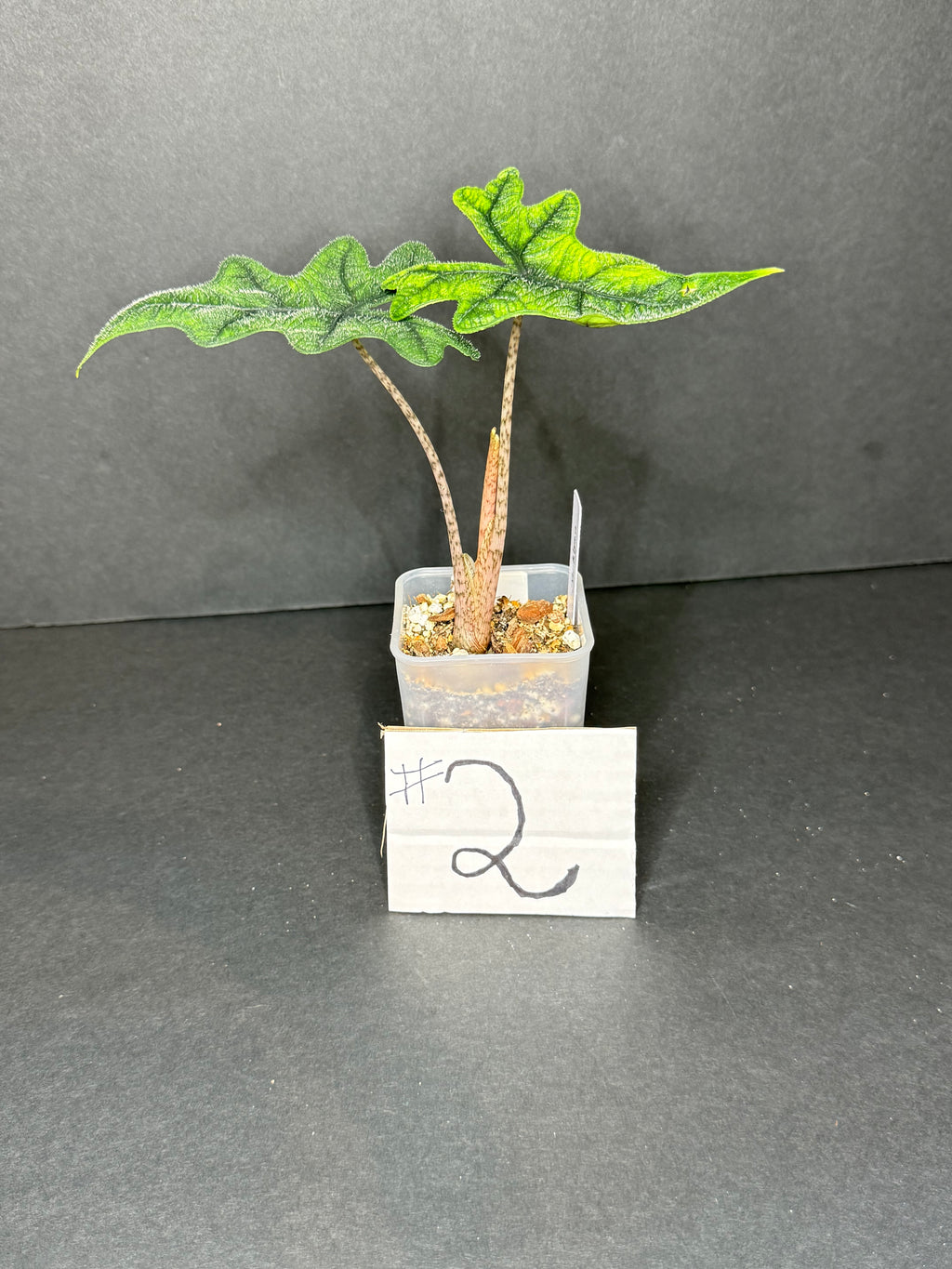 Alocasia Jacklin #2