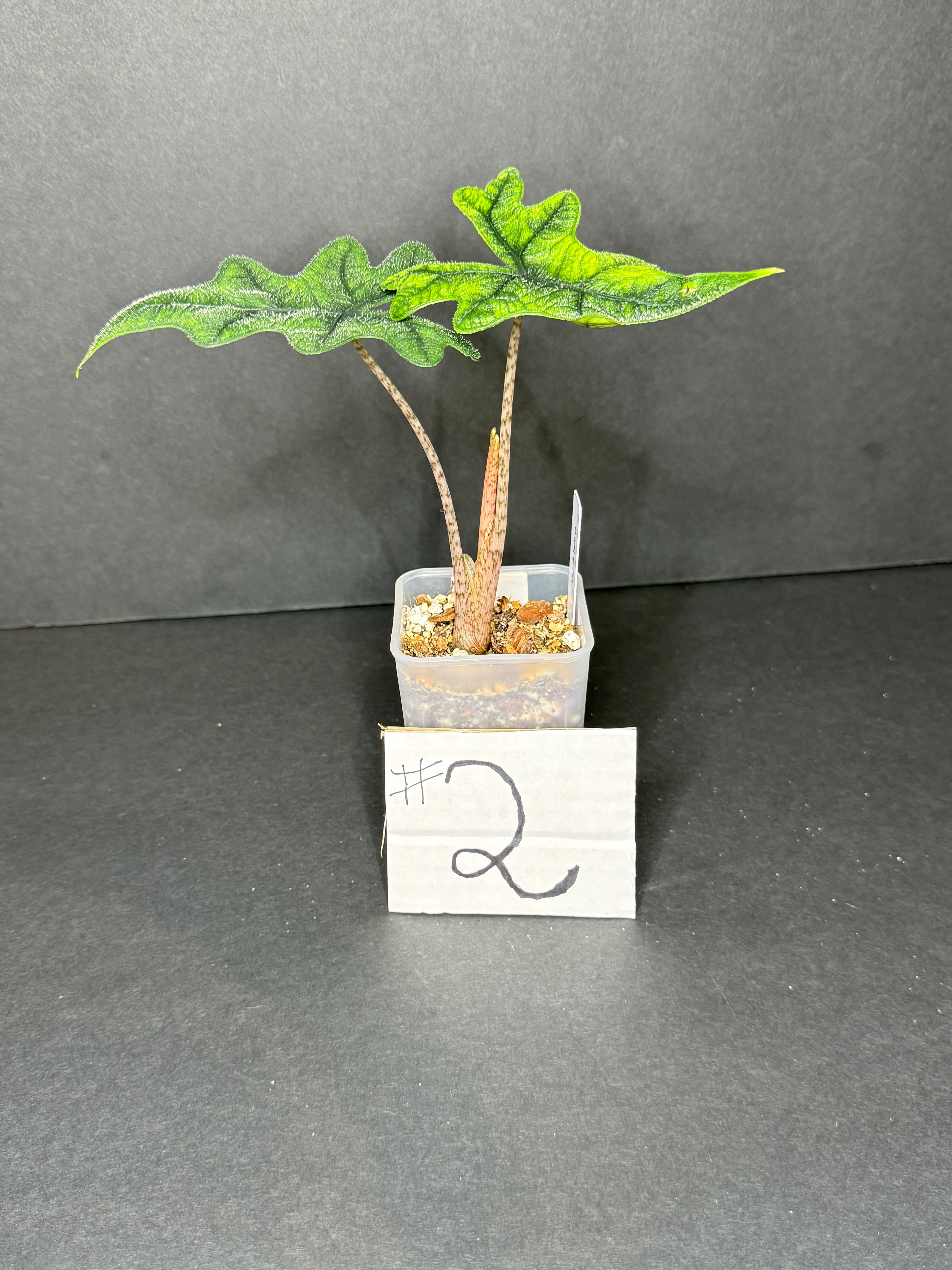 Alocasia Jacklin #2
