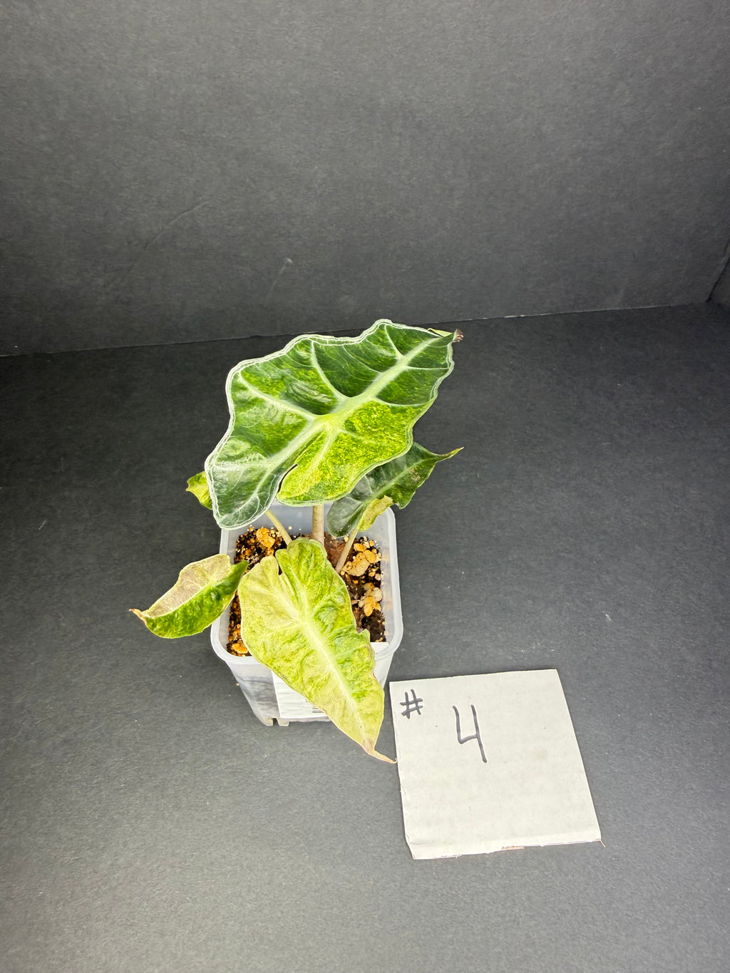 Alocasia Polly Aurea #4