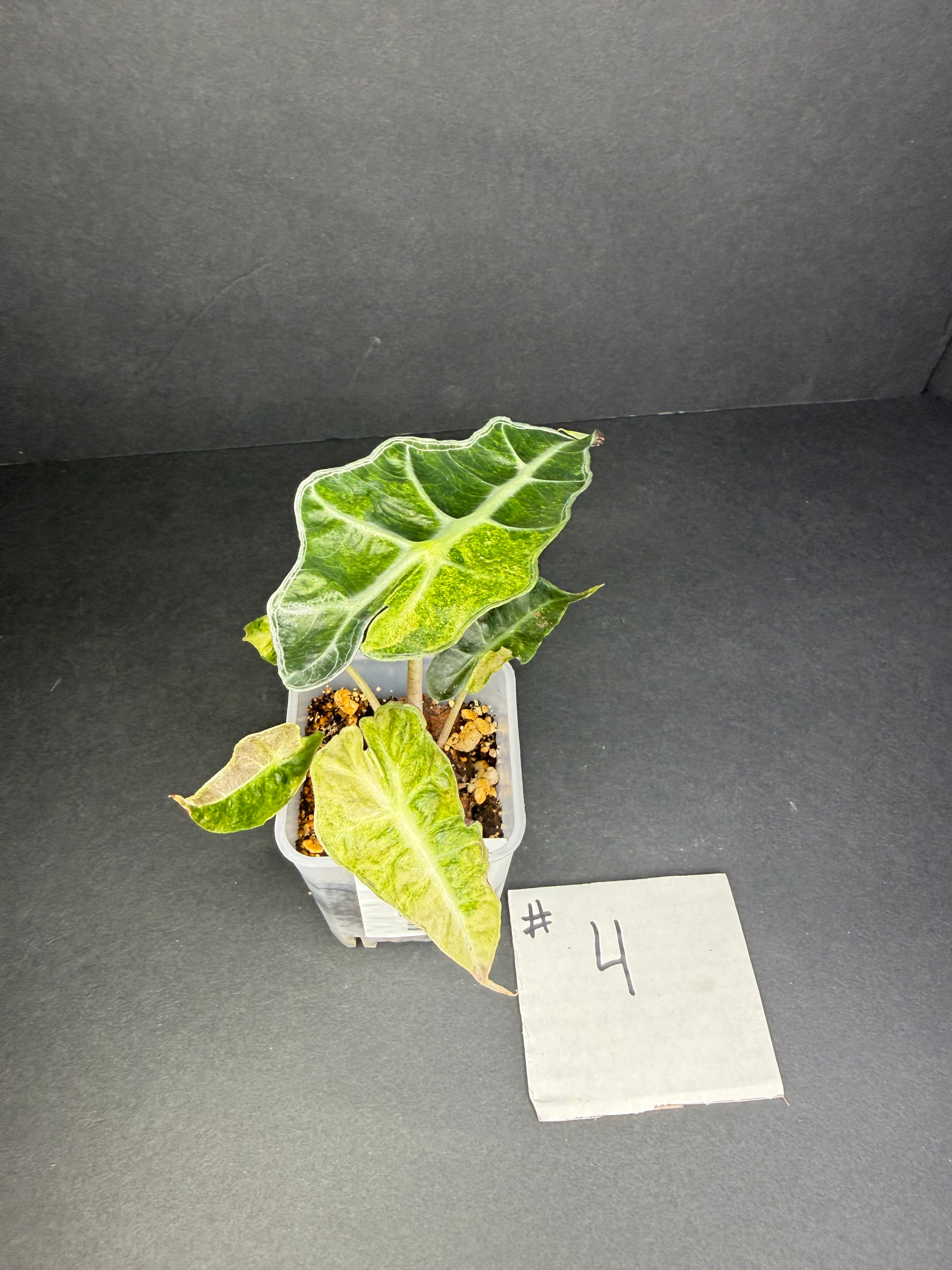 Alocasia Polly Aurea #4