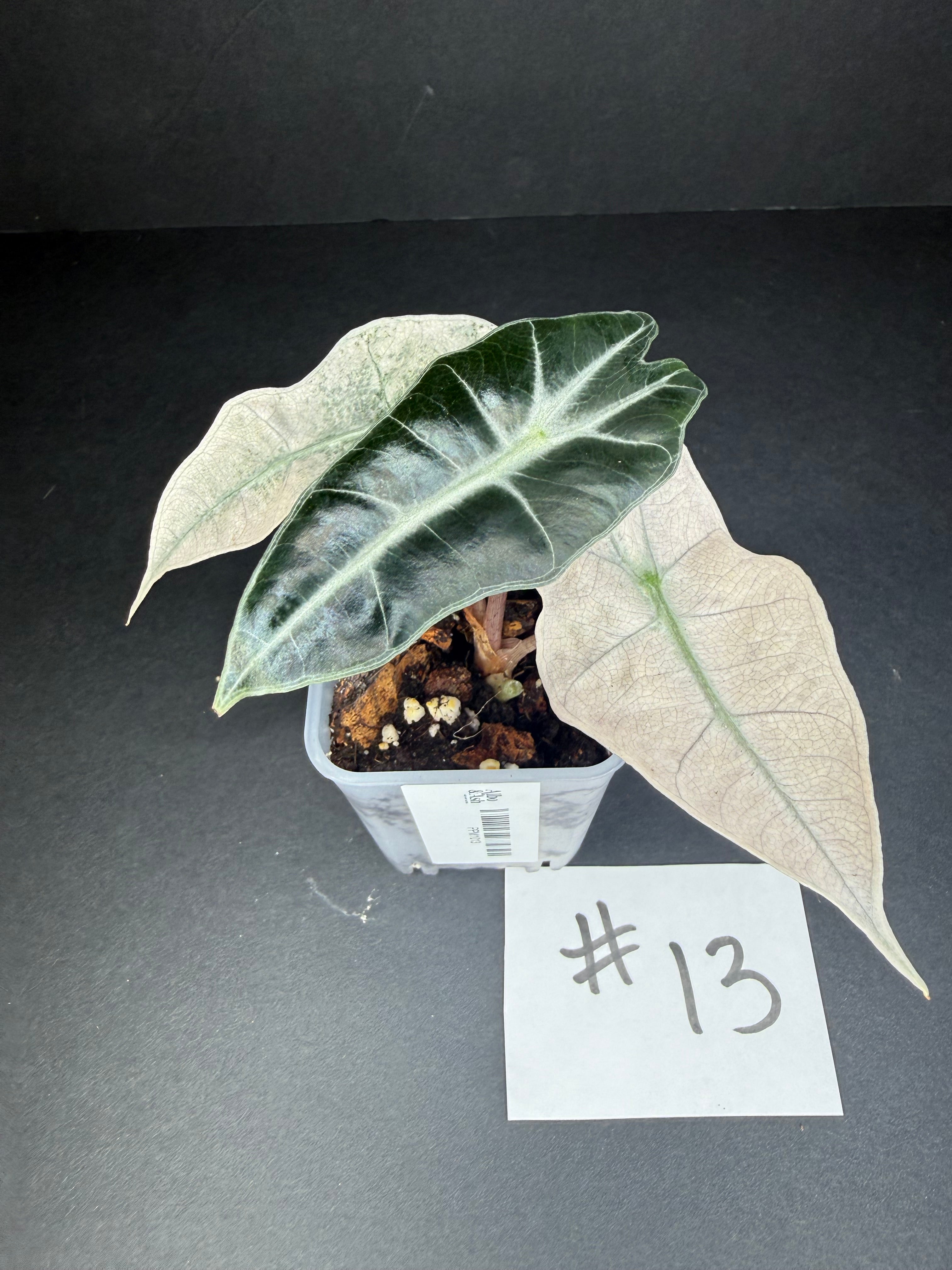 Alocasia Pink Polly Mint #13