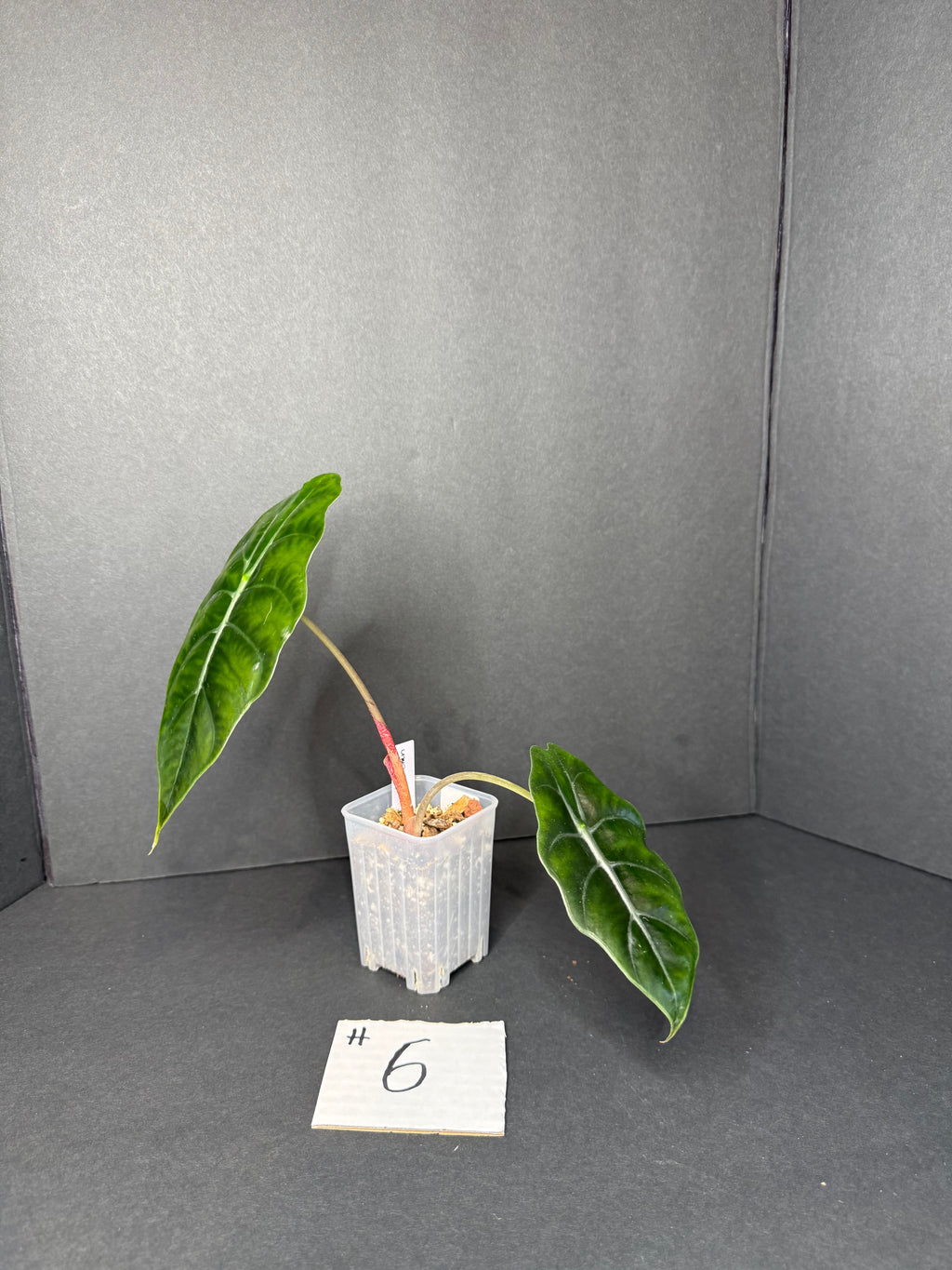 Alocasia Chantrieri #6