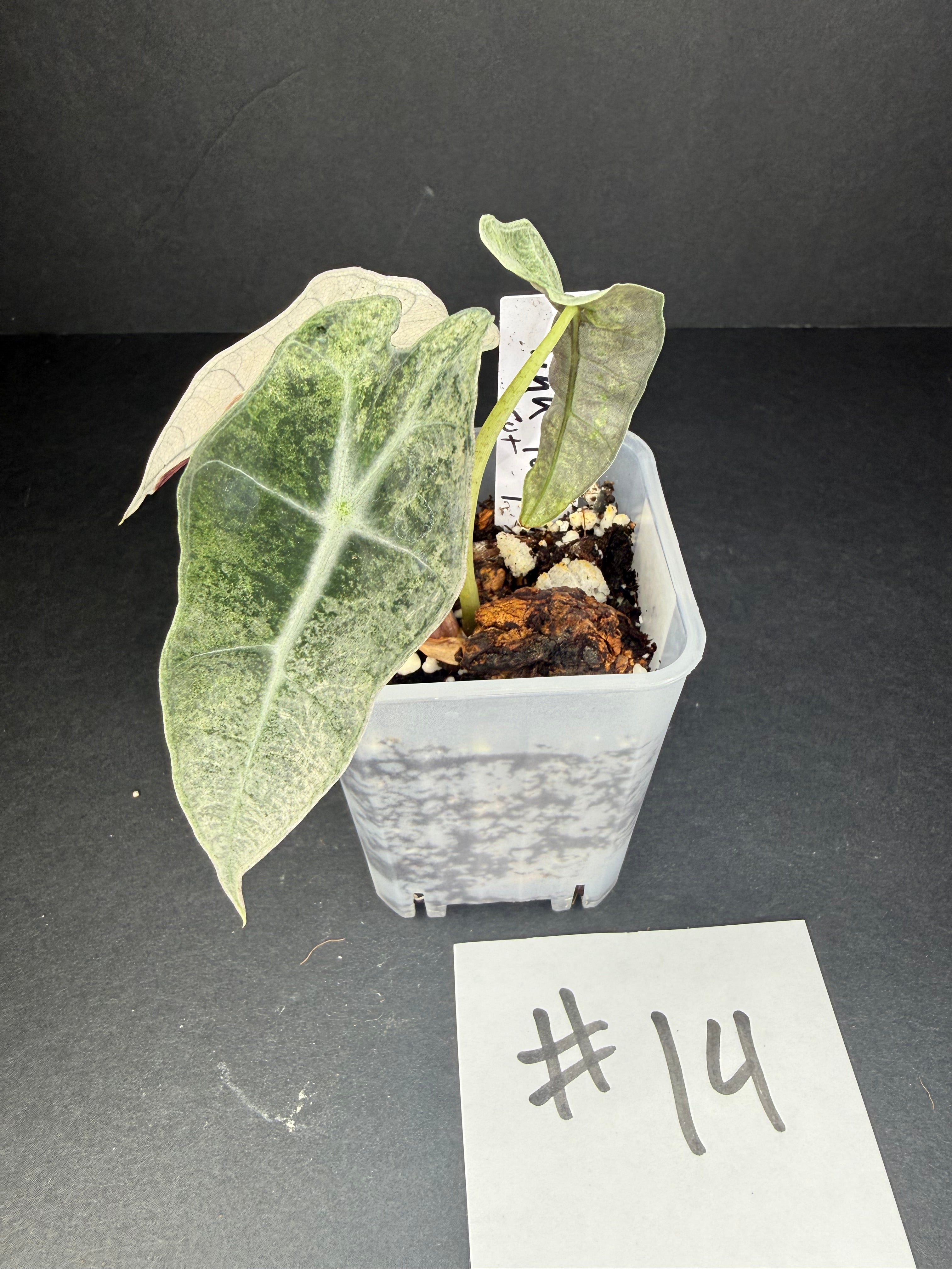 Alocasia Pink Polly Mint #14
