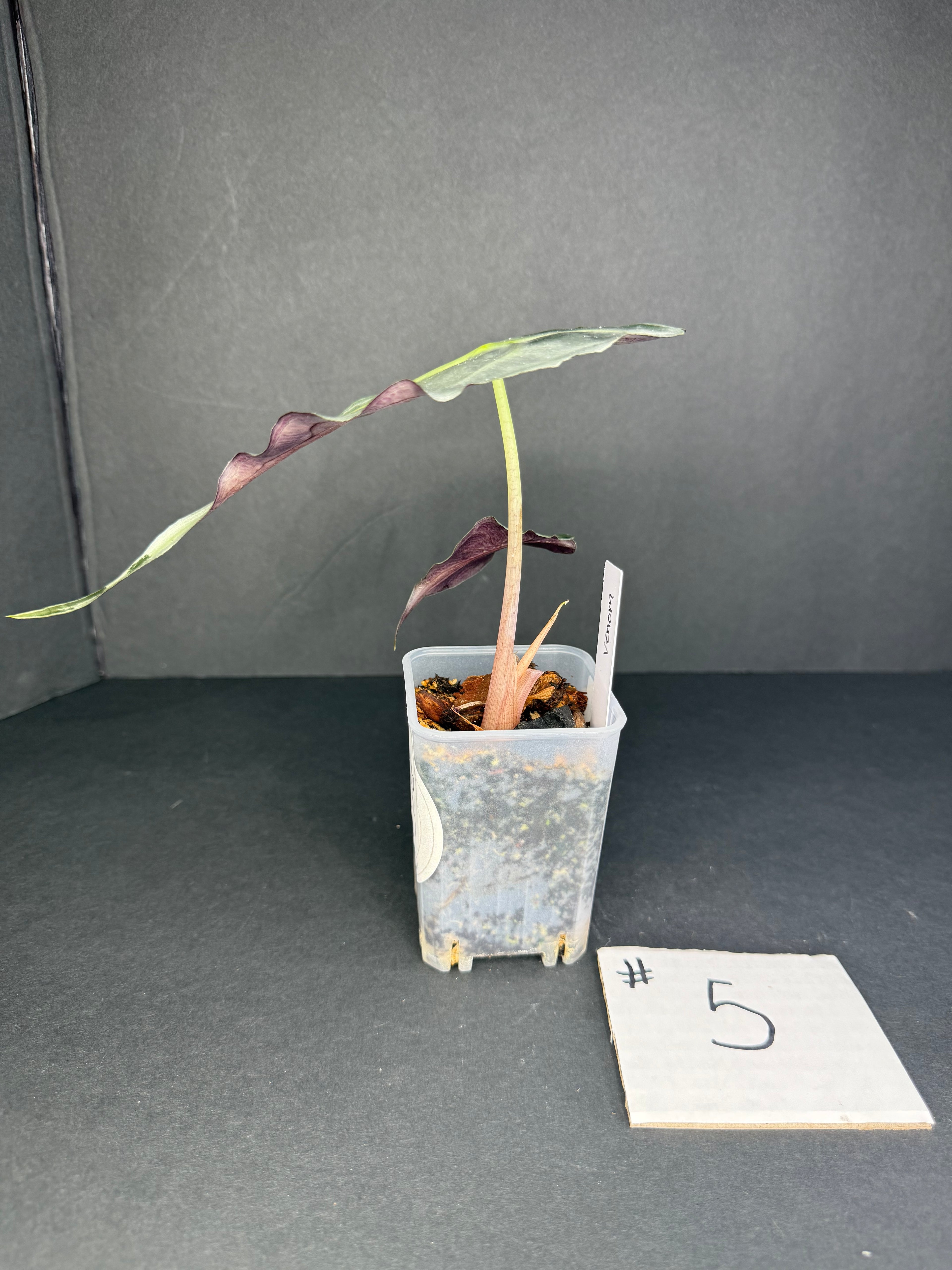 Alocasia Venom #5
