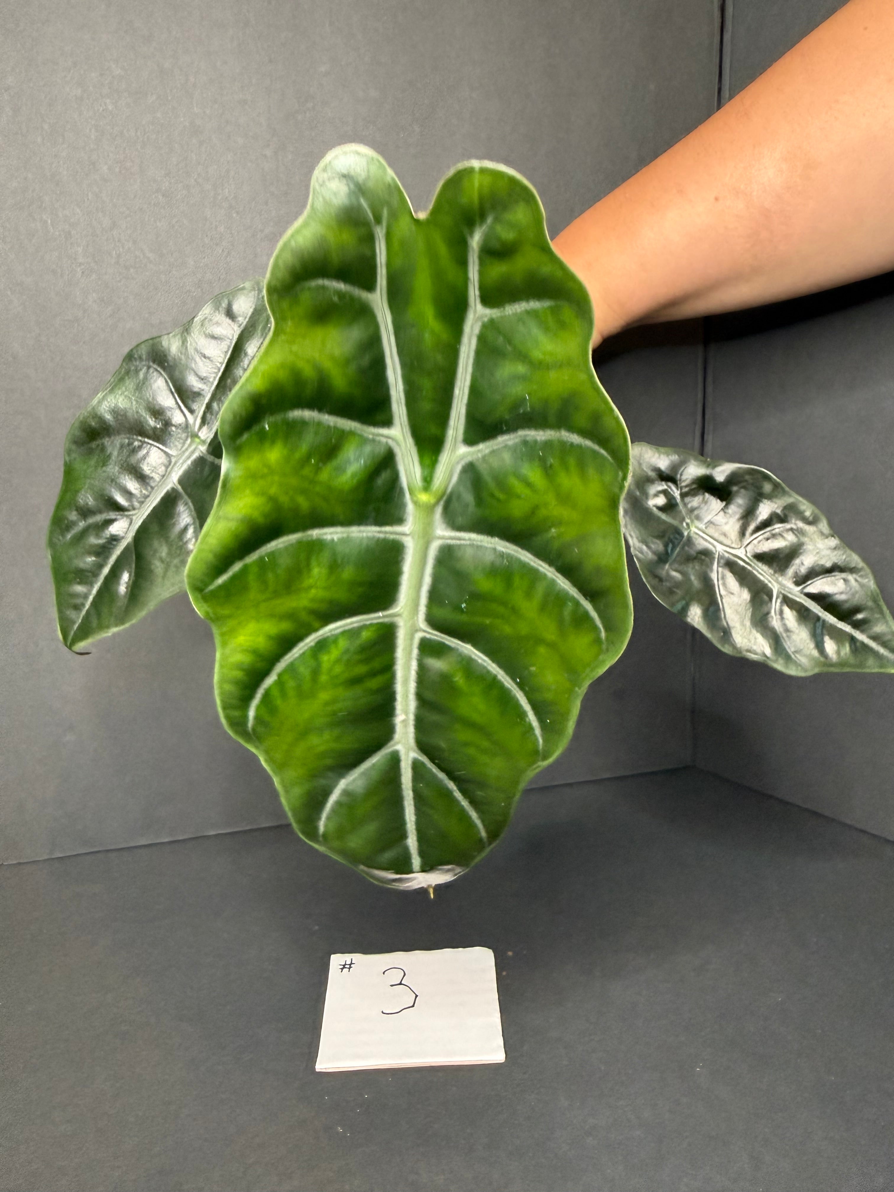 Alocasia Chantrieri #3 w/ corms