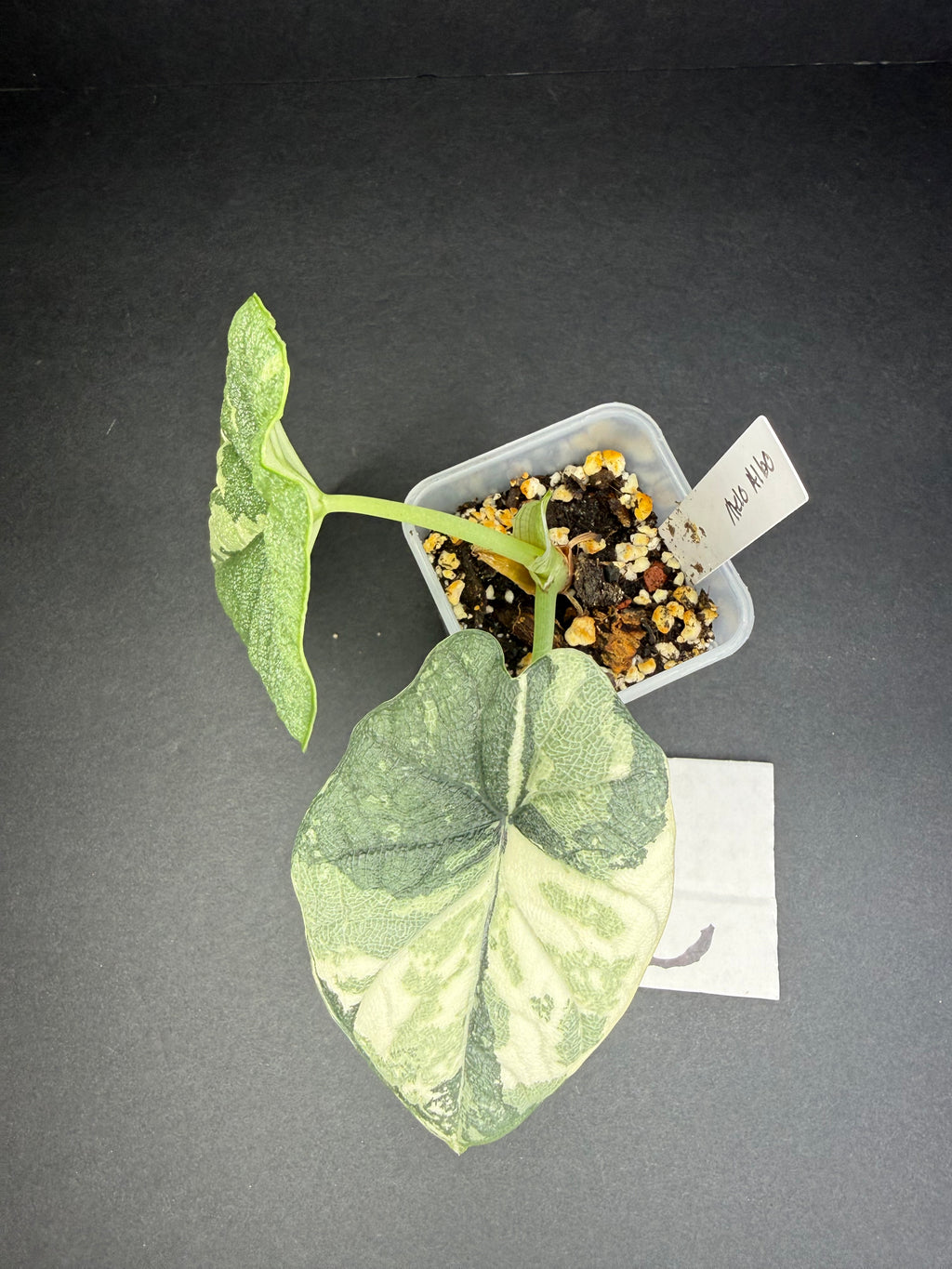 Alocasia Melo Albo Teen