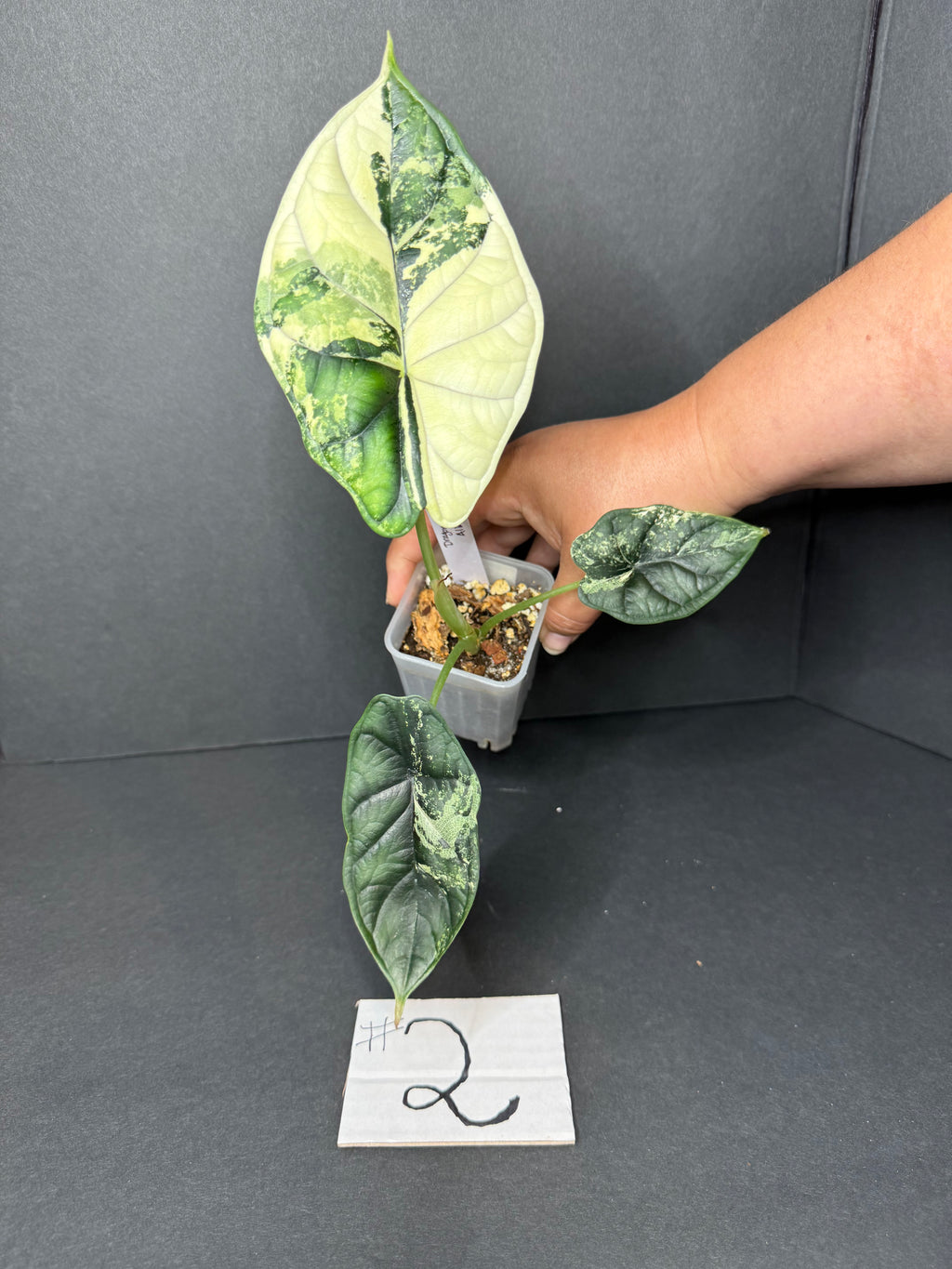 Alocasia Dragon Scale Albo #2