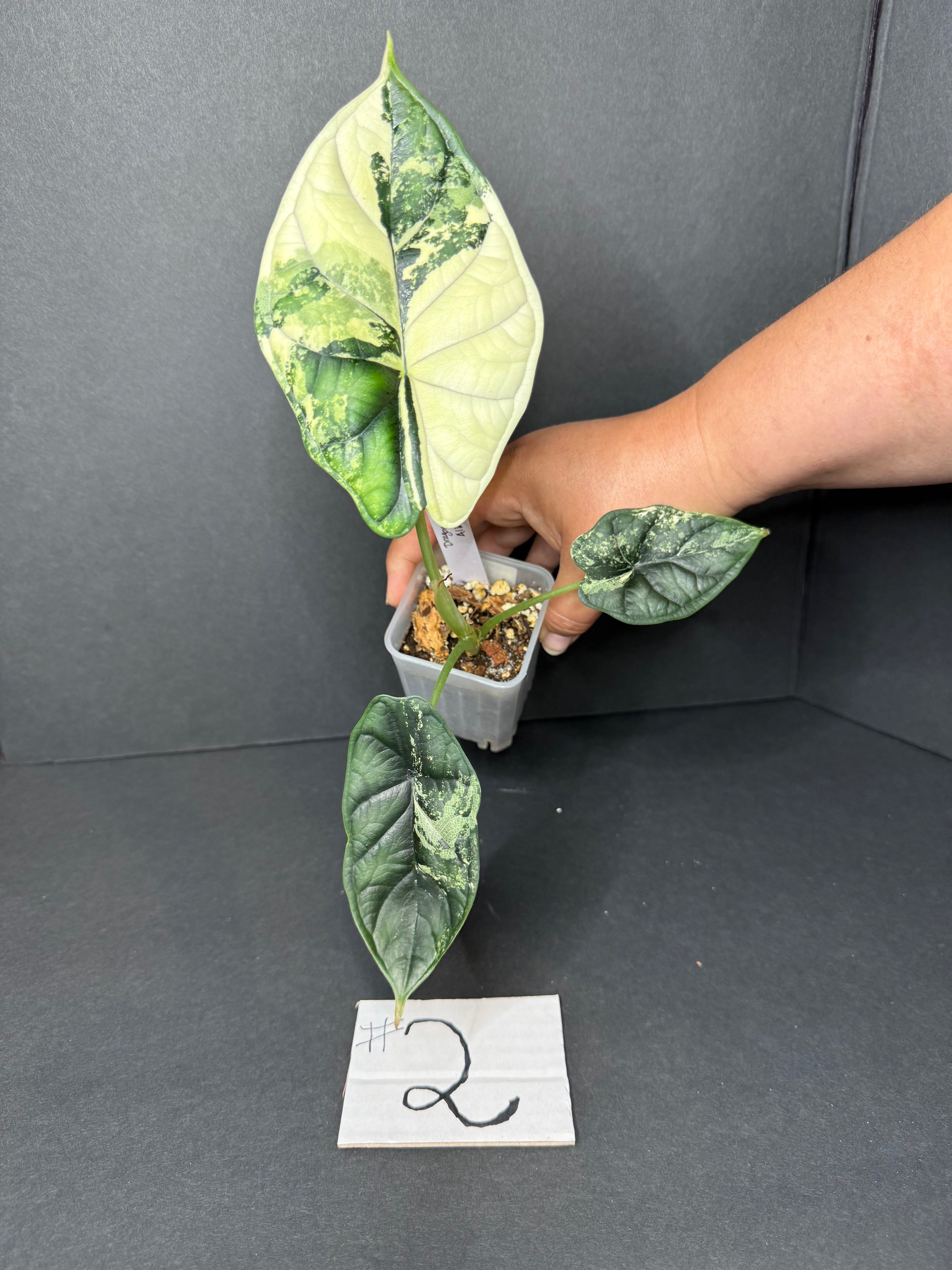 Alocasia Dragon Scale Albo #2