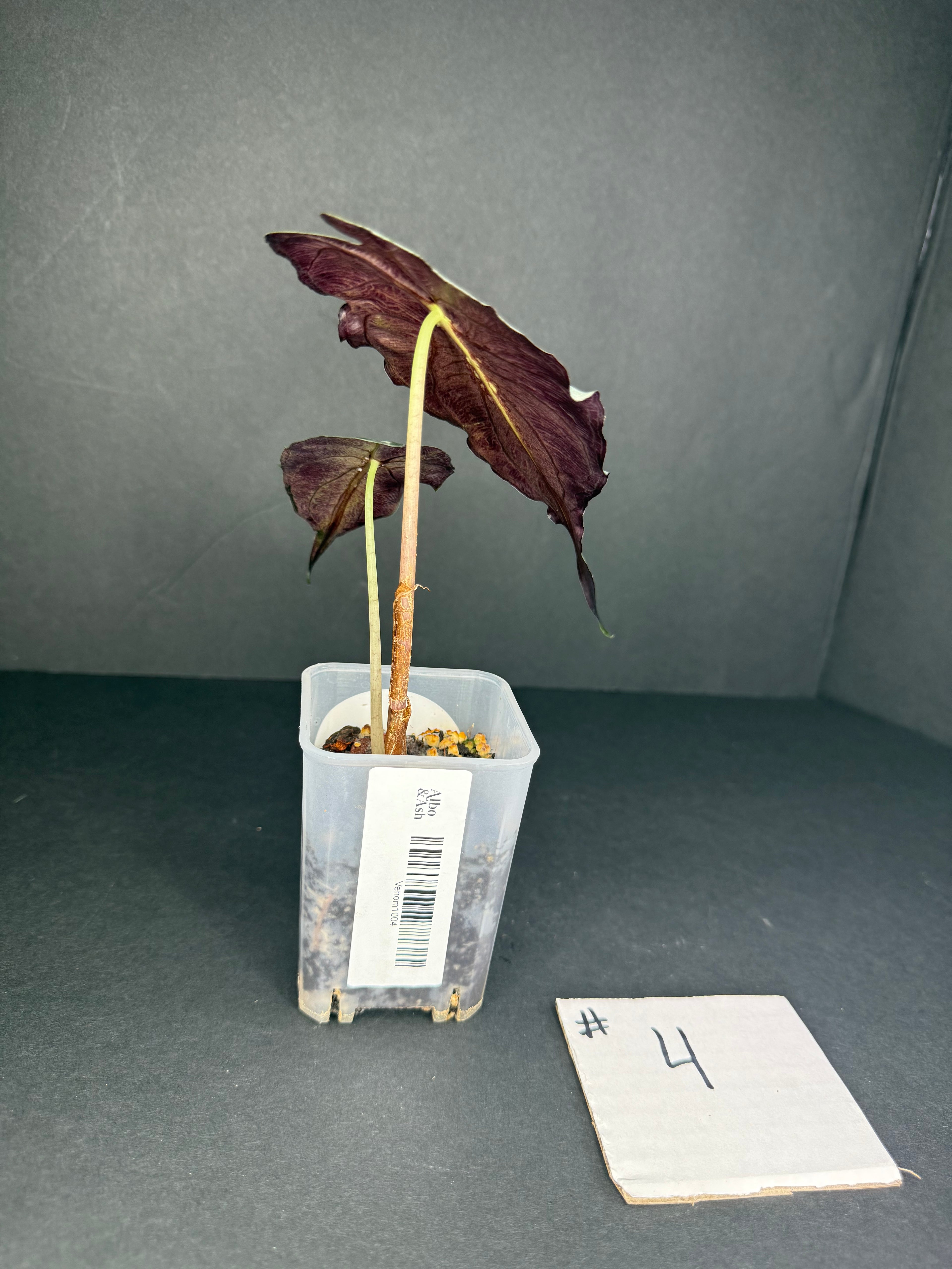 Alocasia Venom #4