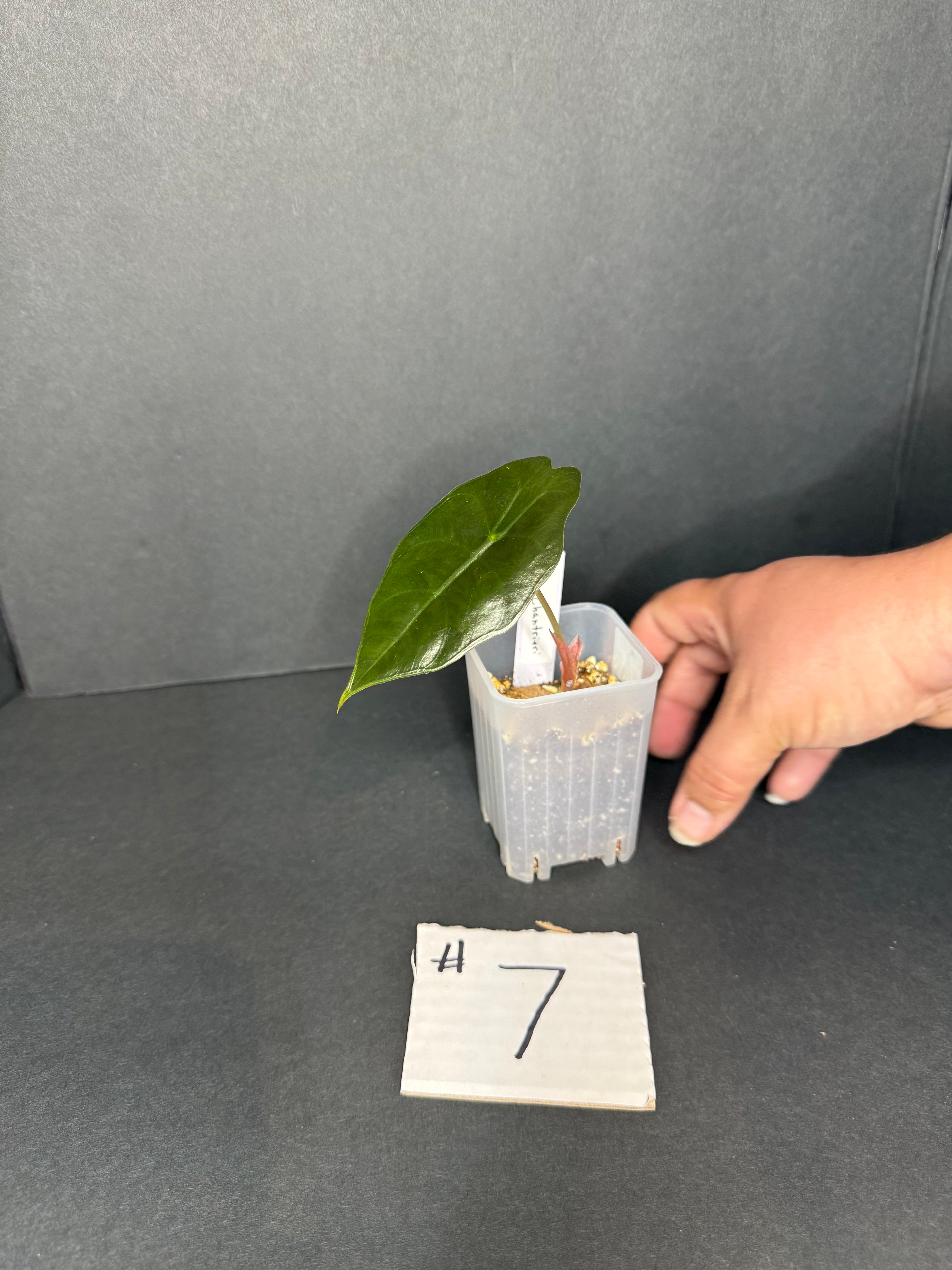 Alocasia Chantrieri Pup #7