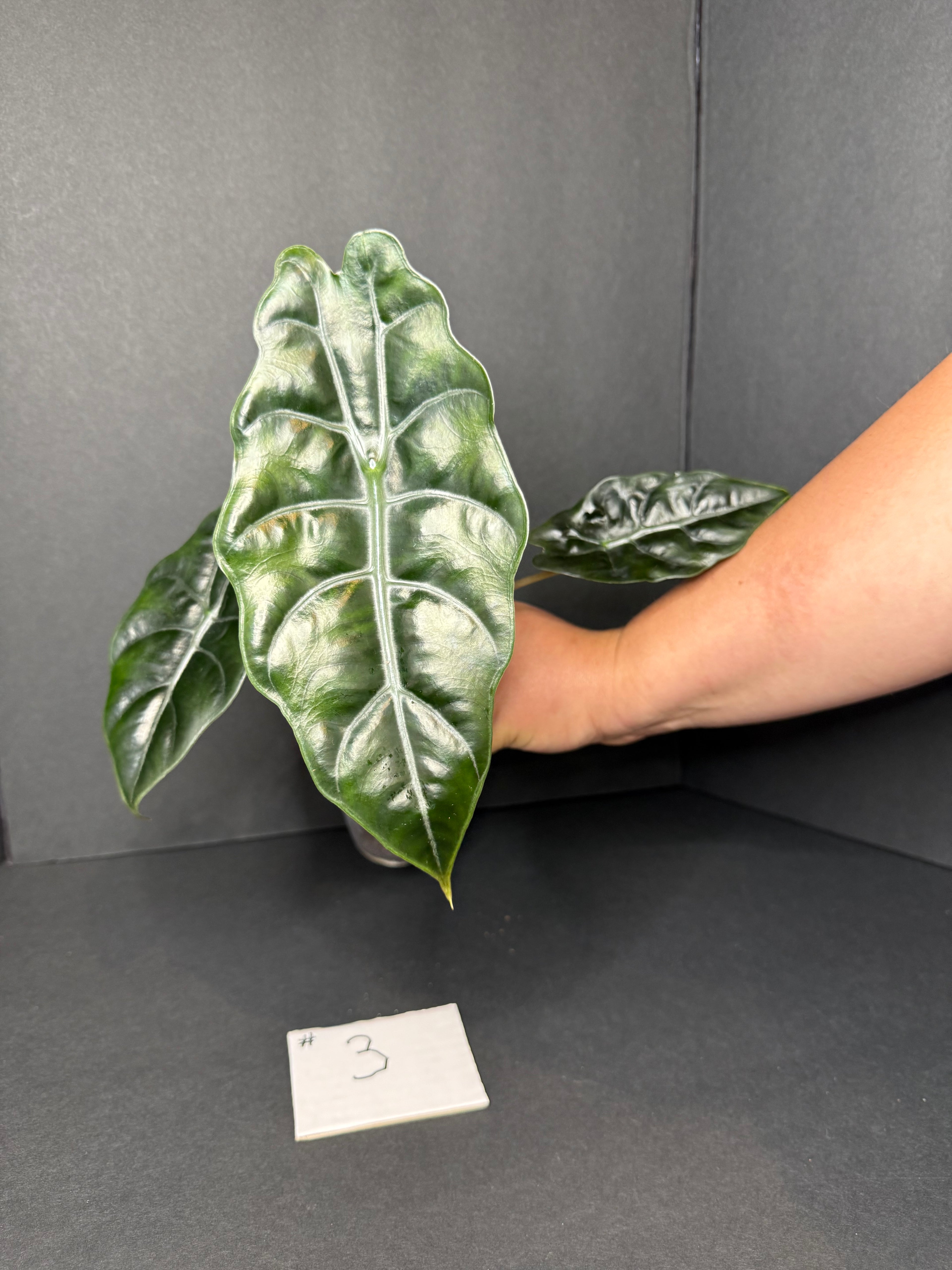 Alocasia Chantrieri #3 w/ corms