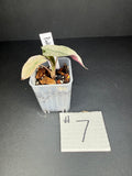 Alocasia Pink Polly Mint #7
