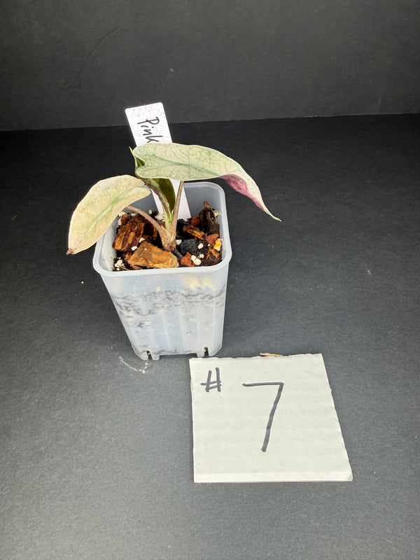Alocasia Pink Polly Mint #7