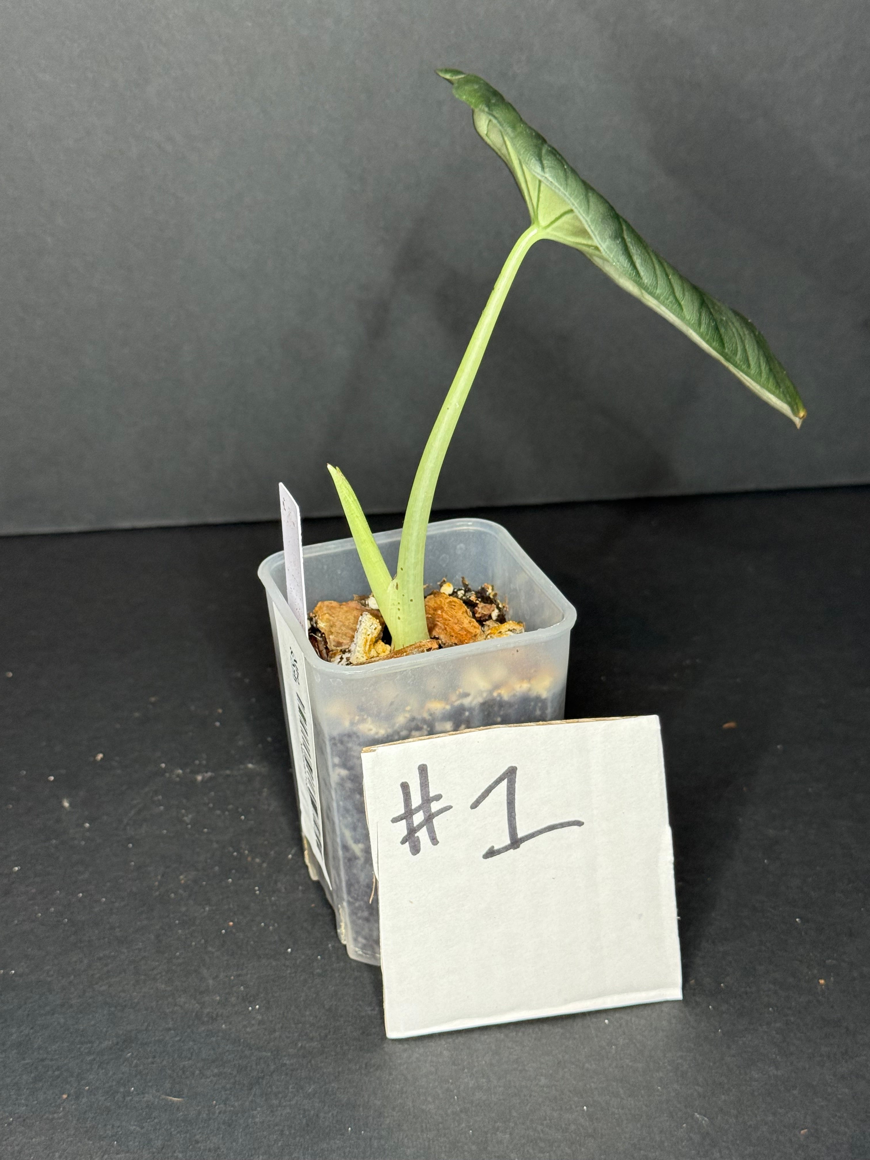 Alocasia Maharani Pup #1