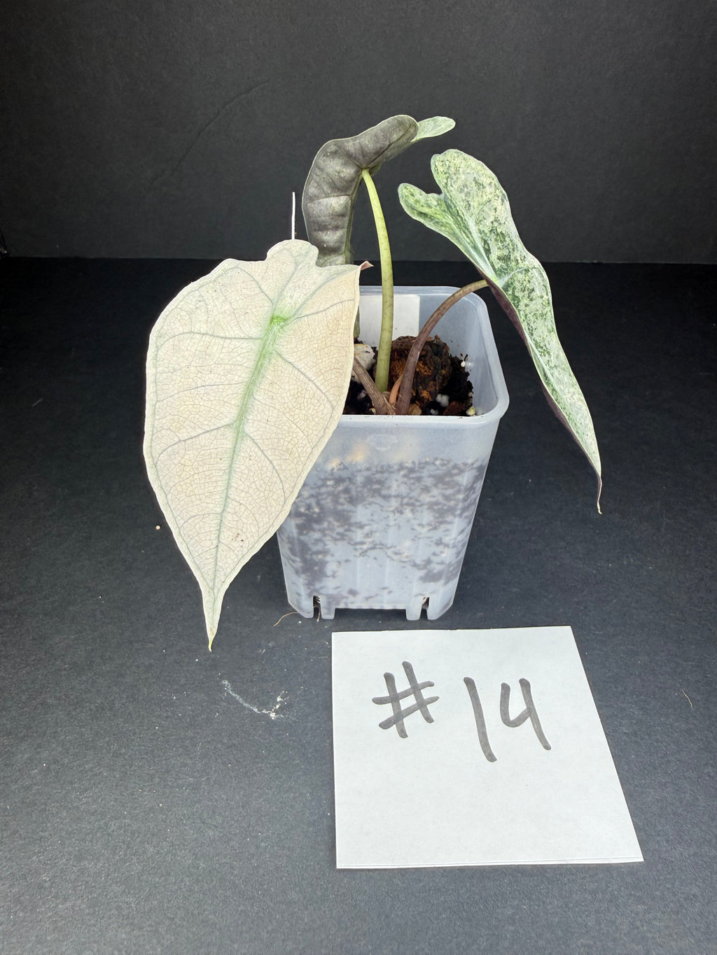 Alocasia Pink Polly Mint #14