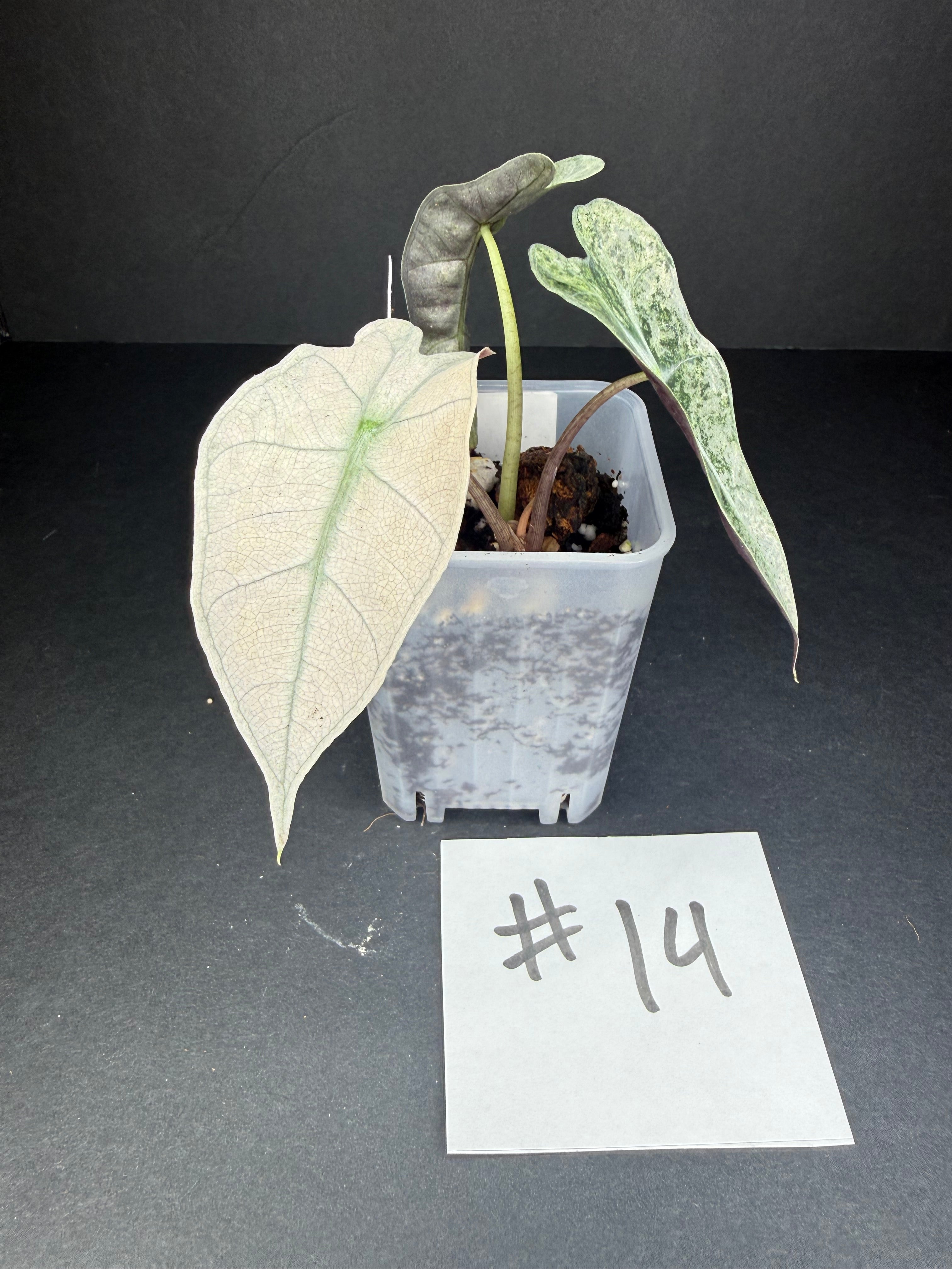 Alocasia Pink Polly Mint #14