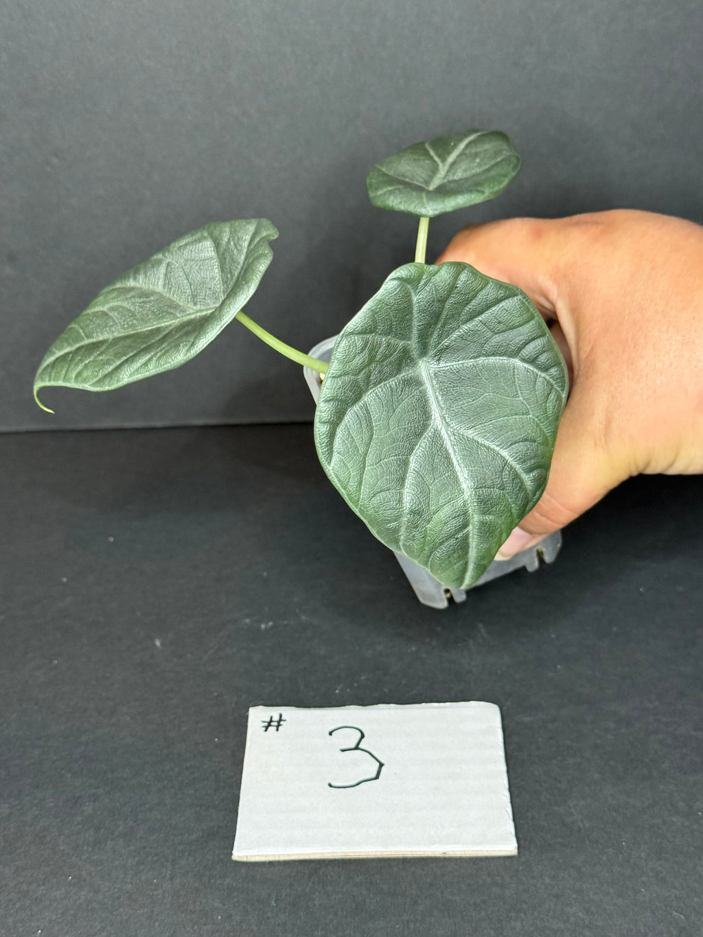 Alocasia Maharani Pup #3