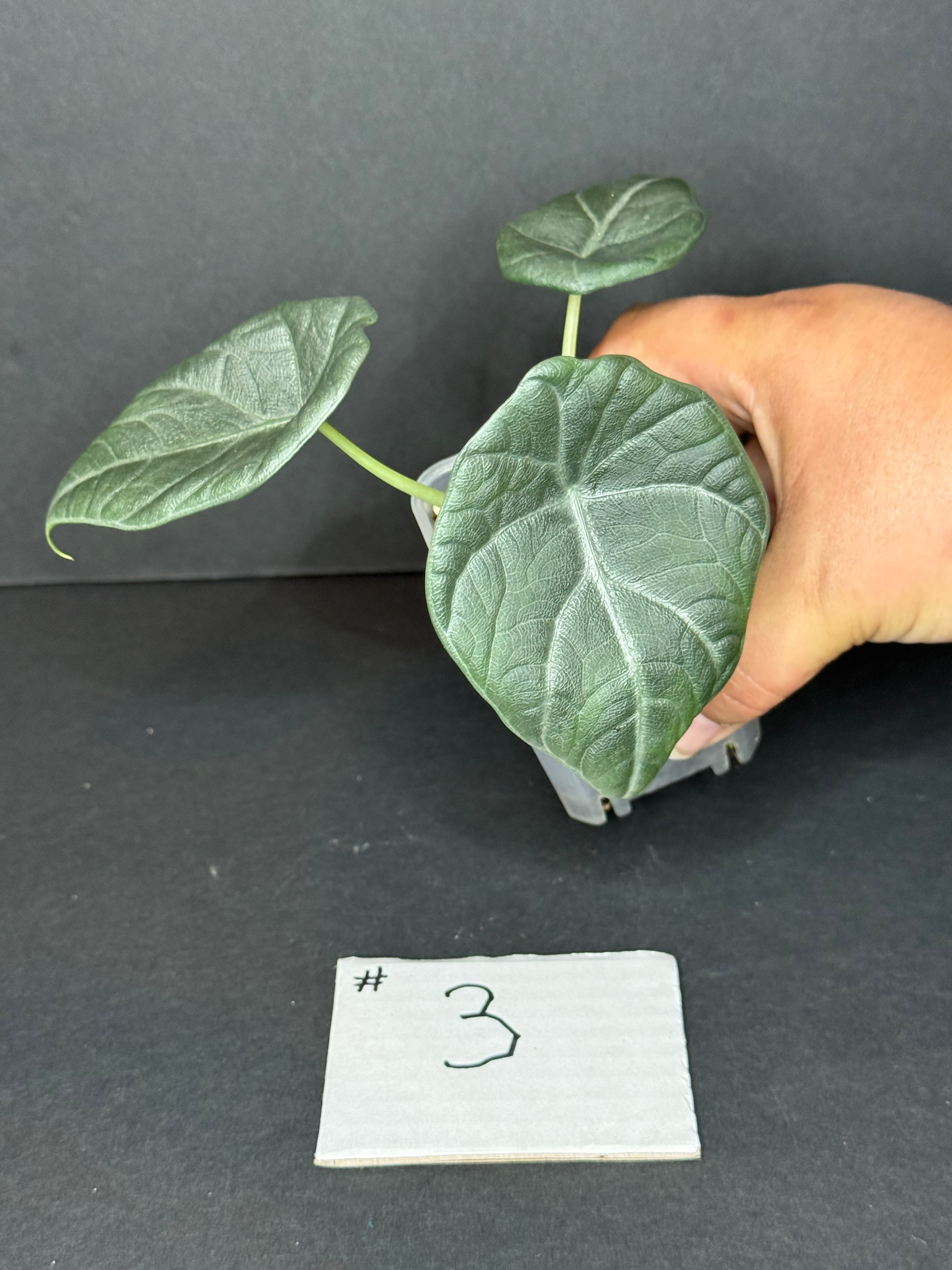Alocasia Maharani Pup #3