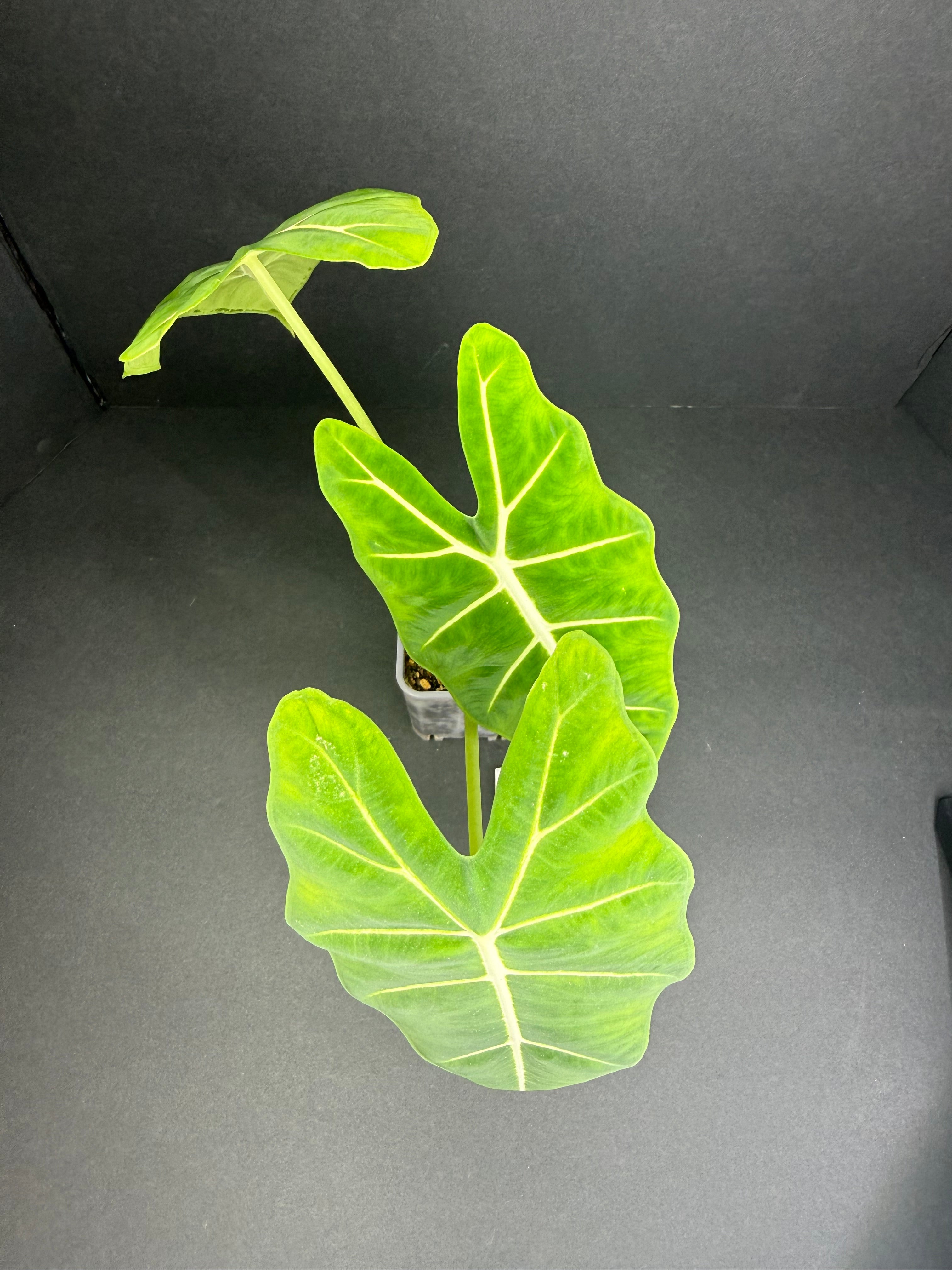 Alocasia Frydek #1