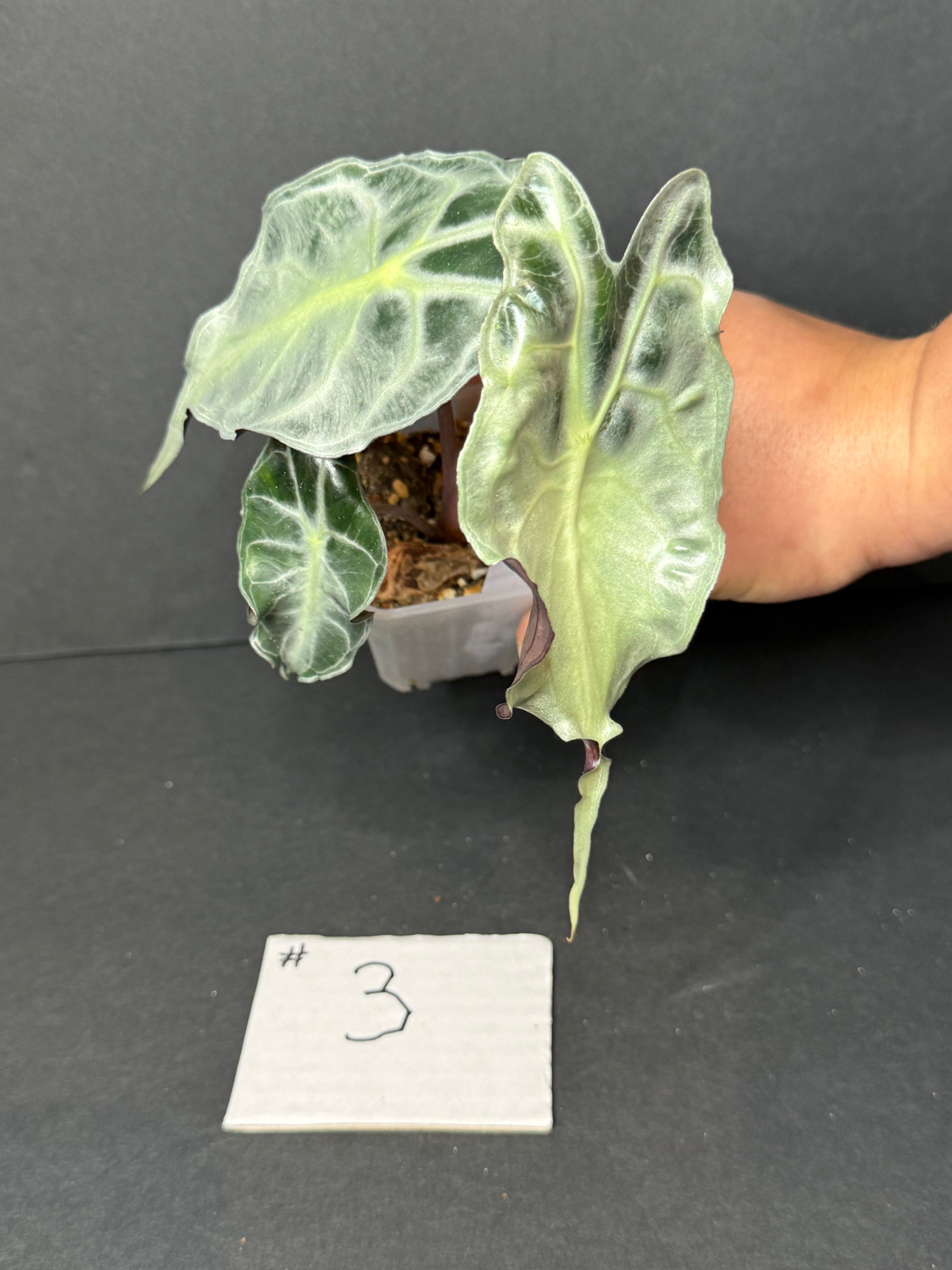 Alocasia Venom #3