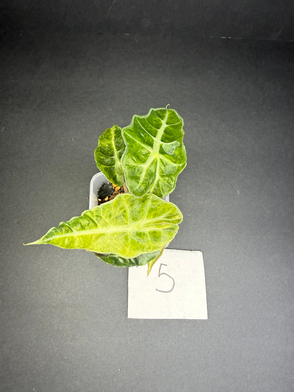 Alocasia Polly Aurea #5