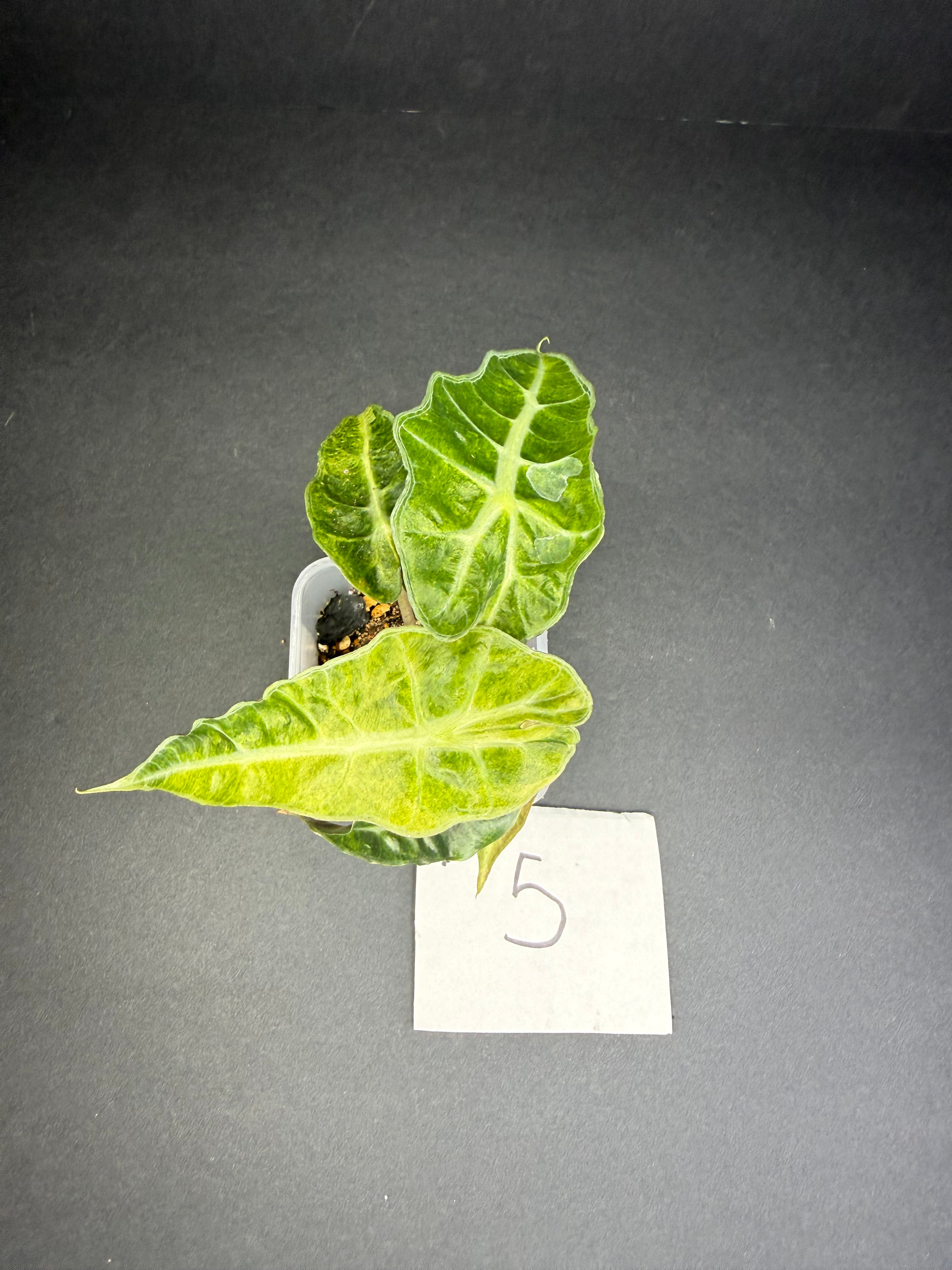 Alocasia Polly Aurea #5