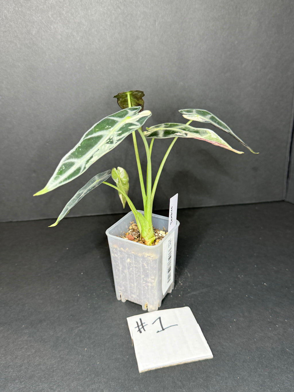 Alocasia Bambino Albo #1