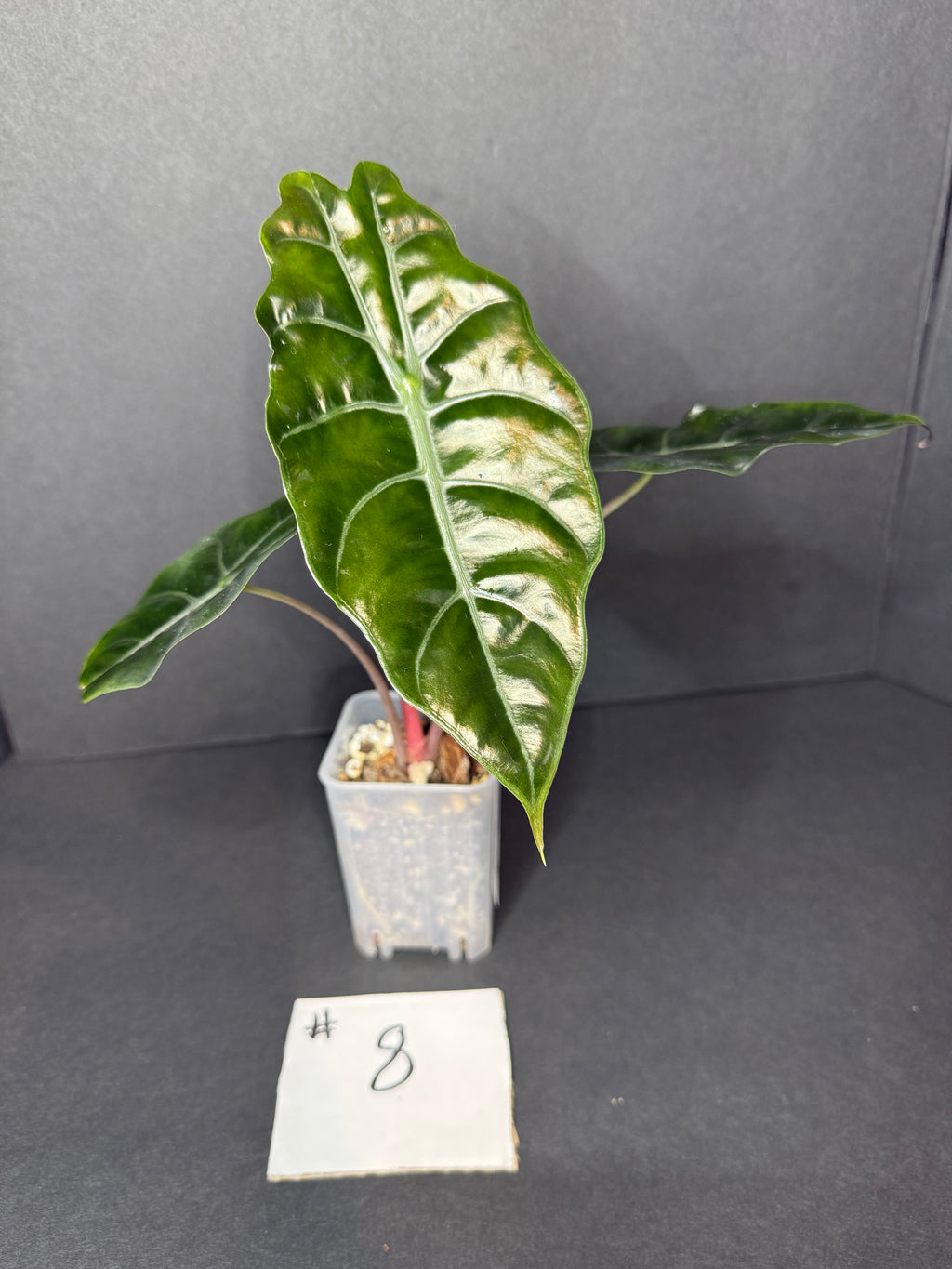 Alocasia Chantrieri #8
