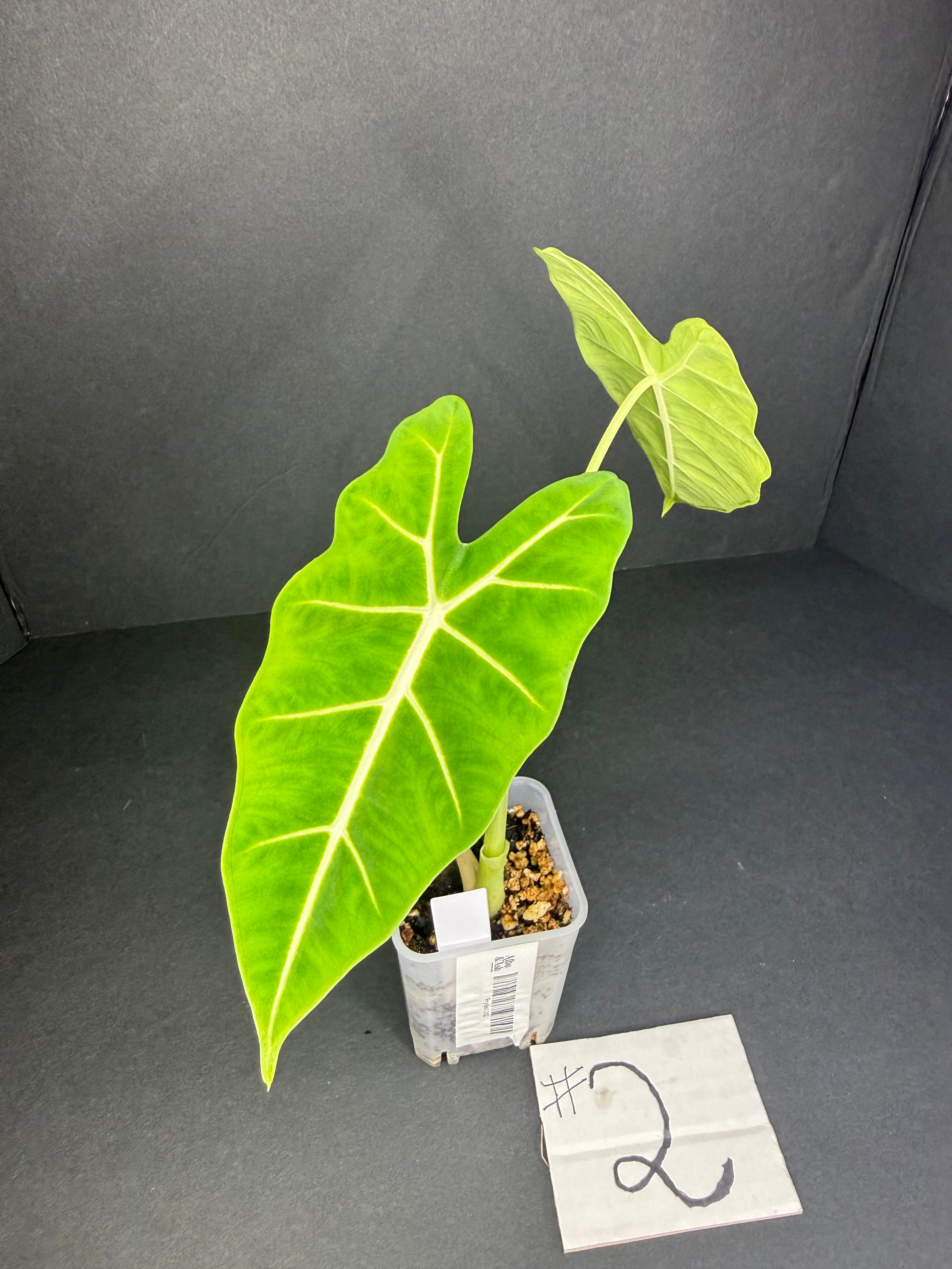 Alocasia Frydek #2