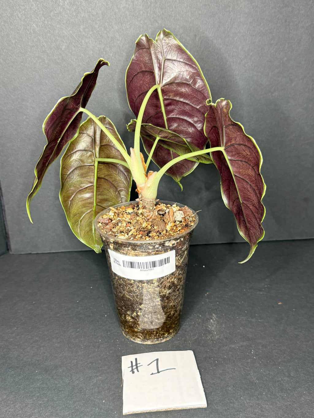 Alocasia Azlanii #1