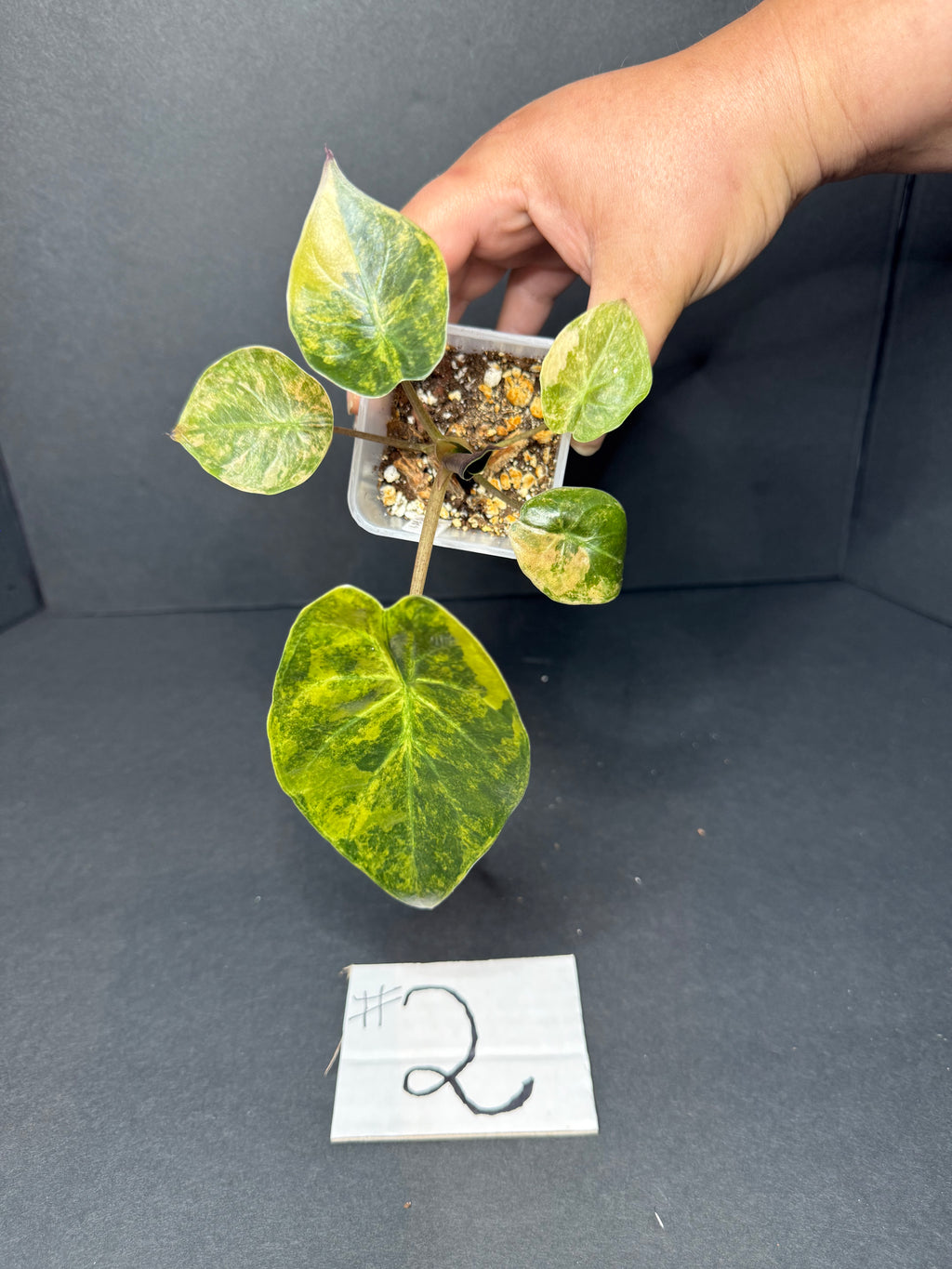 Alocasia Wentii Aurea Pup #2