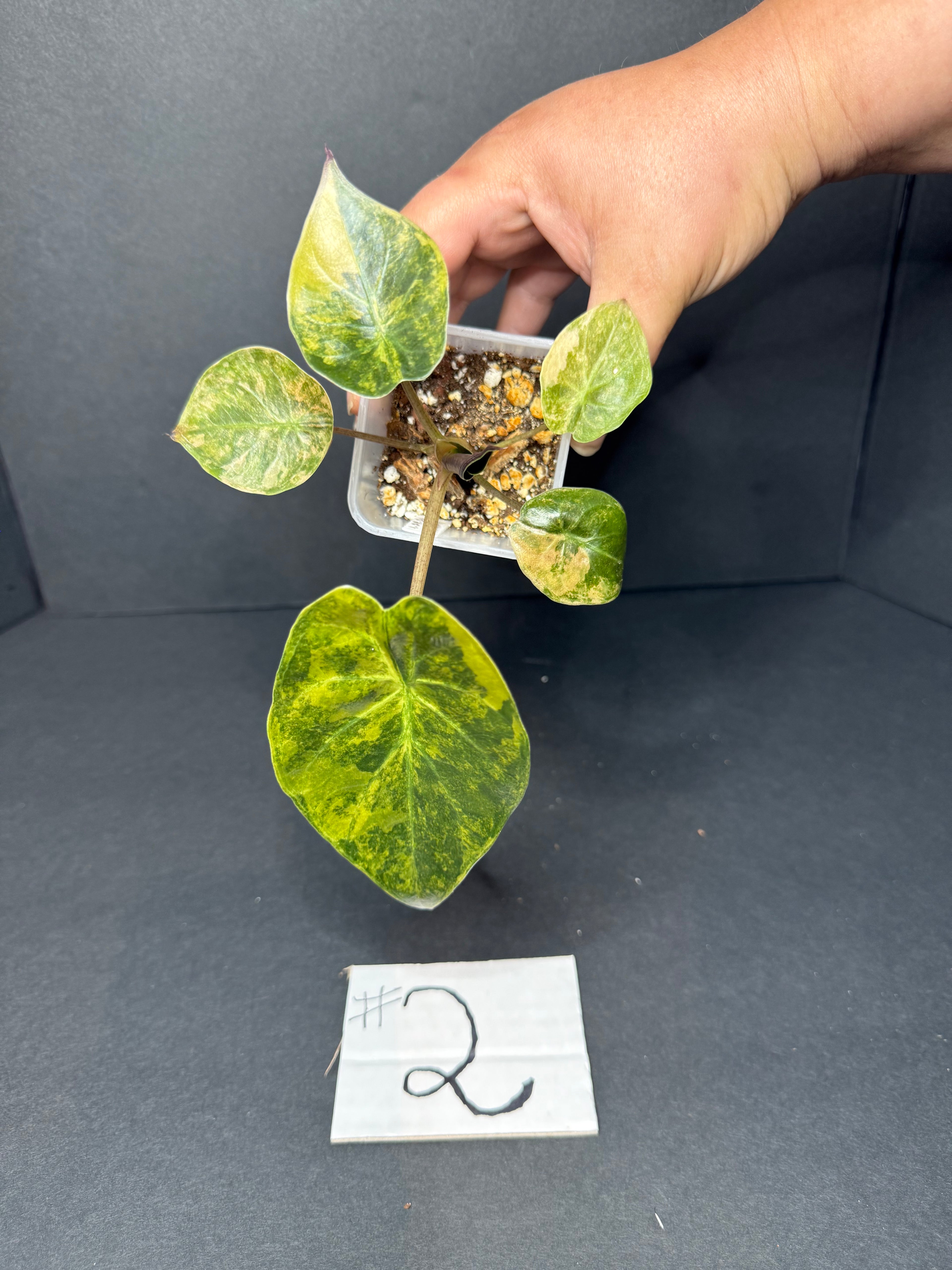 Alocasia Wentii Aurea Pup #2