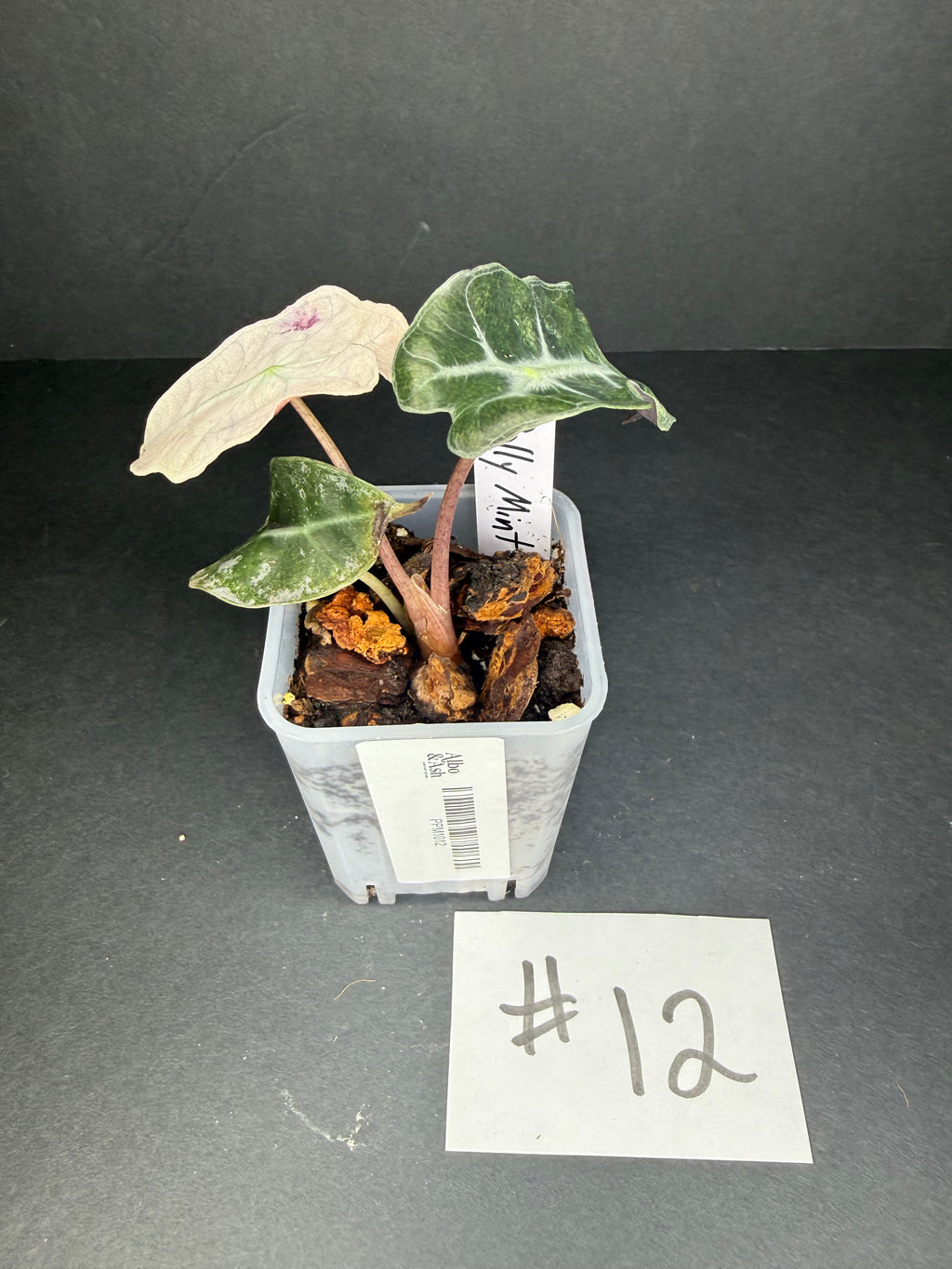 Alocasia Pink Polly Mint #12
