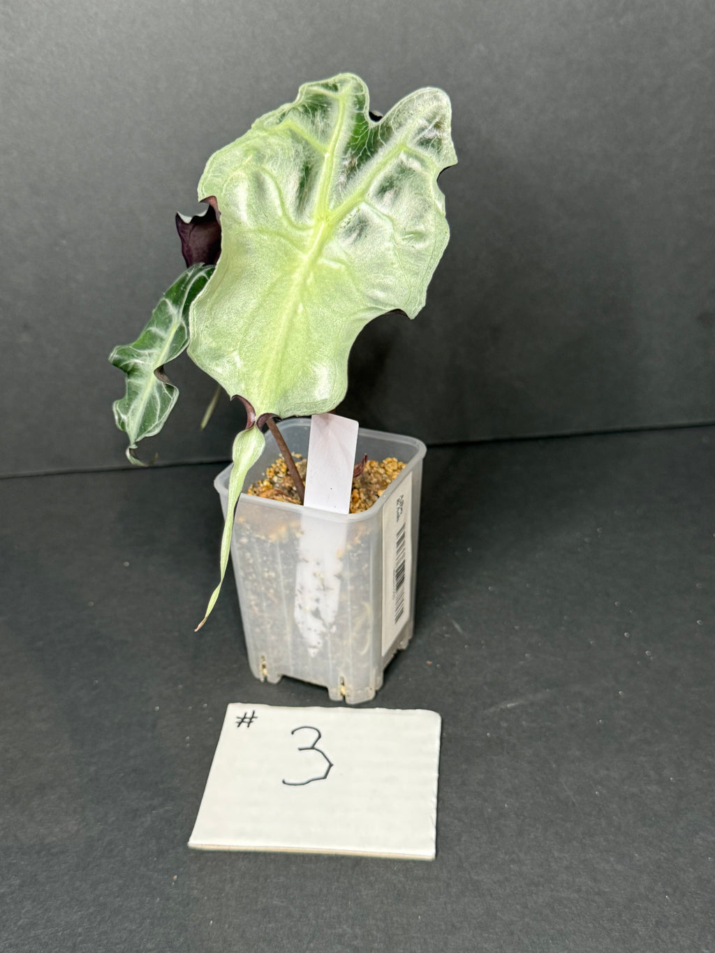 Alocasia Venom #3