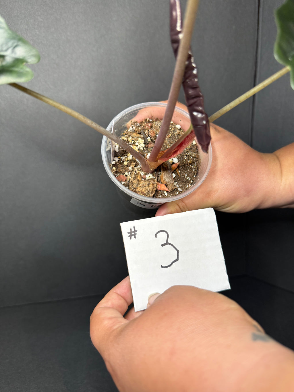 Alocasia Chantrieri #3 w/ corms