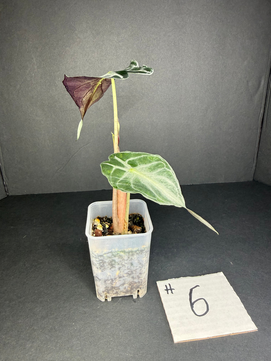 Alocasia Venom #6