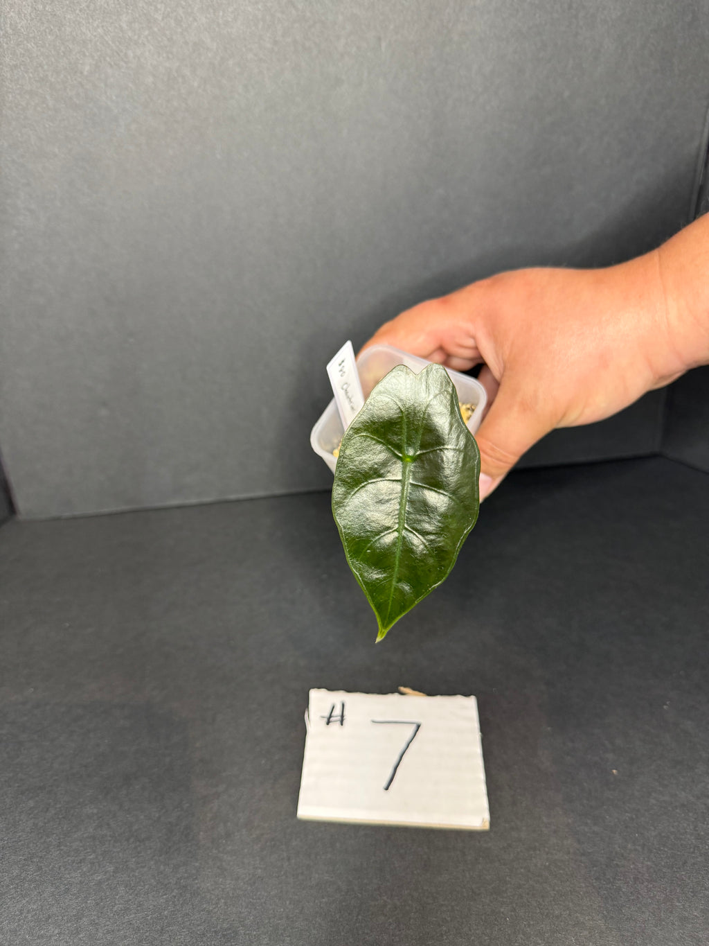 Alocasia Chantrieri Pup #7